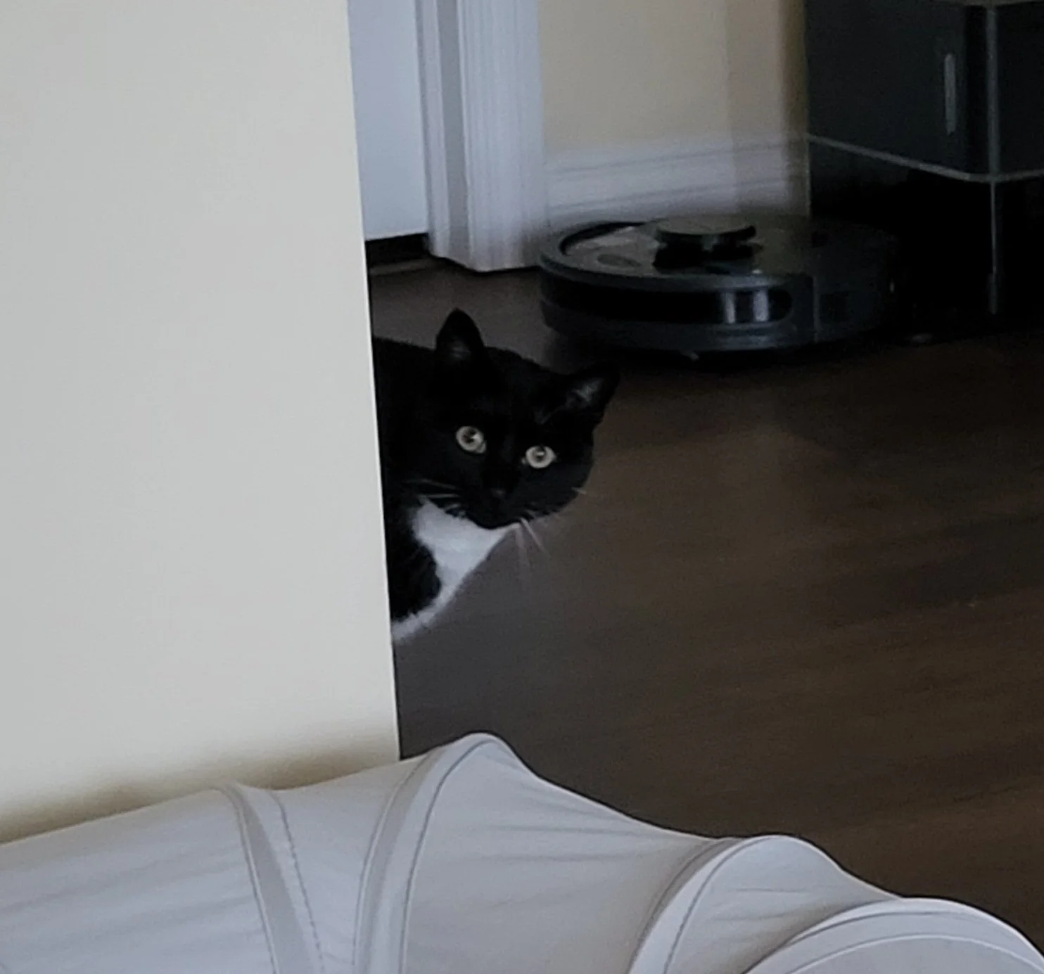 Pet Sitter, Pet Care, Cat Sitter, Cat Care