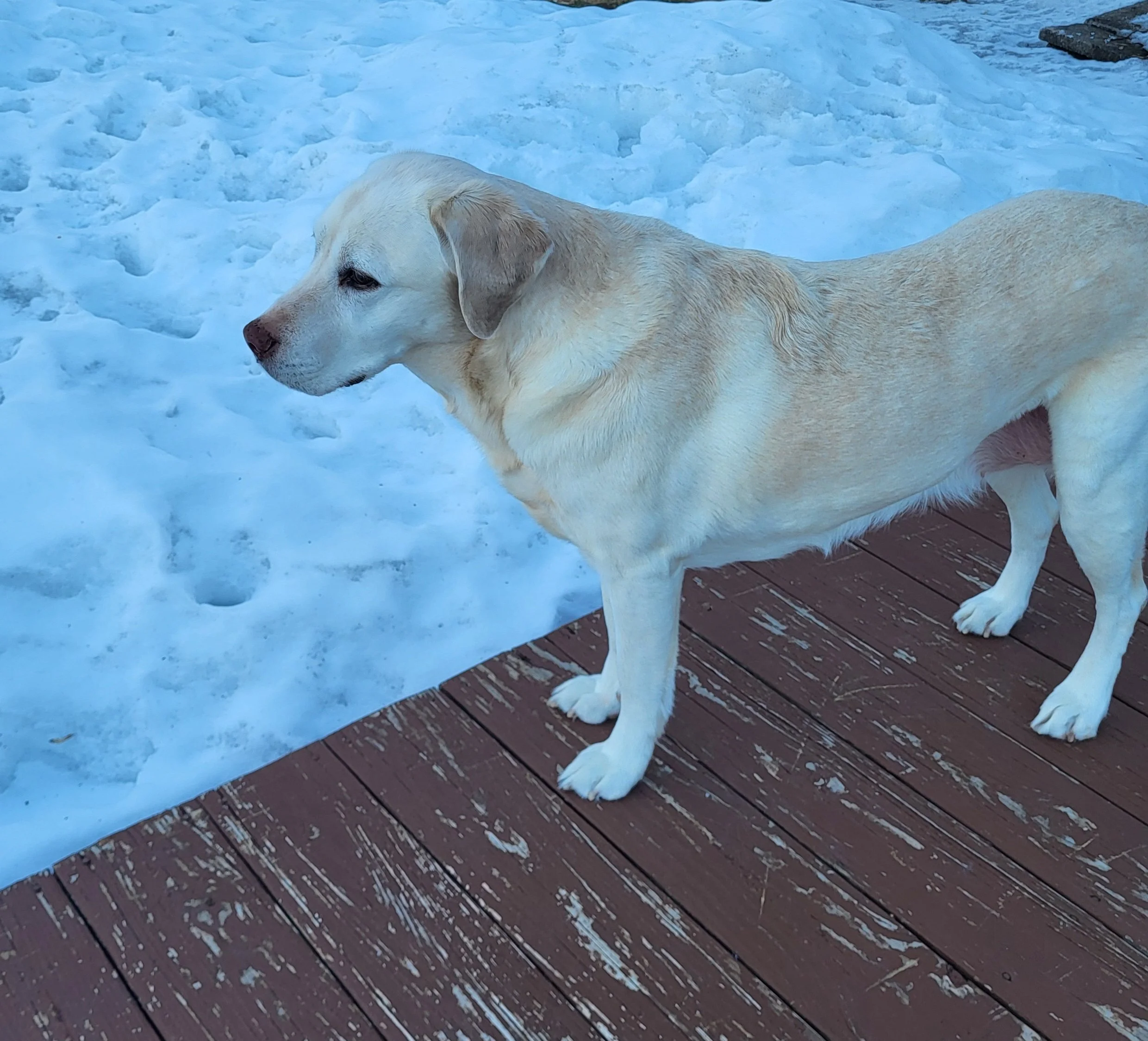 Pet Care, Pet Sitting, Dog sitting