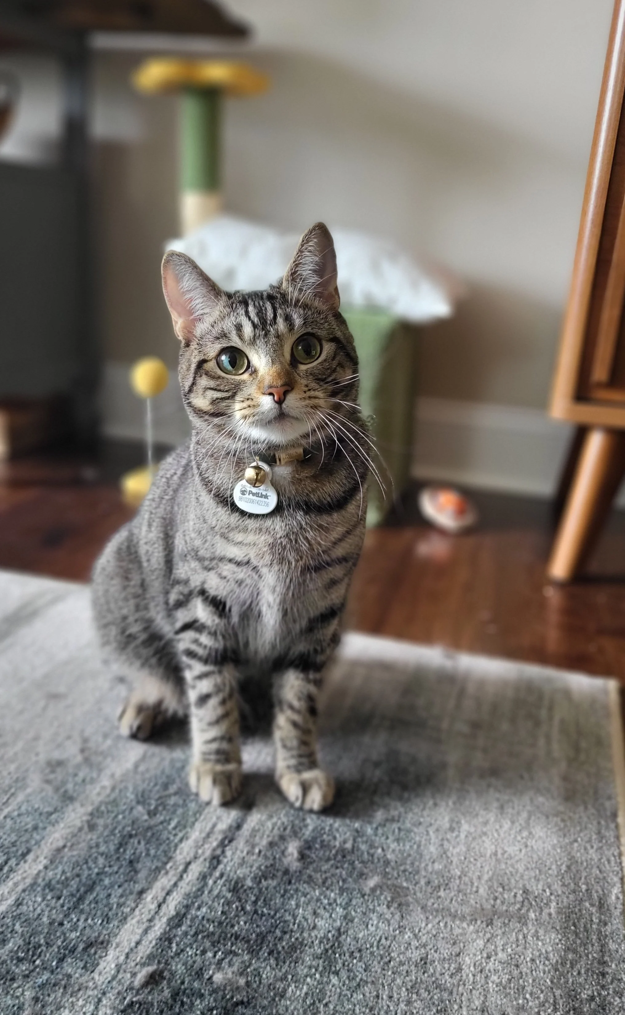 Pet Sitter, Pet Care, Cat Care, Cat Sitter