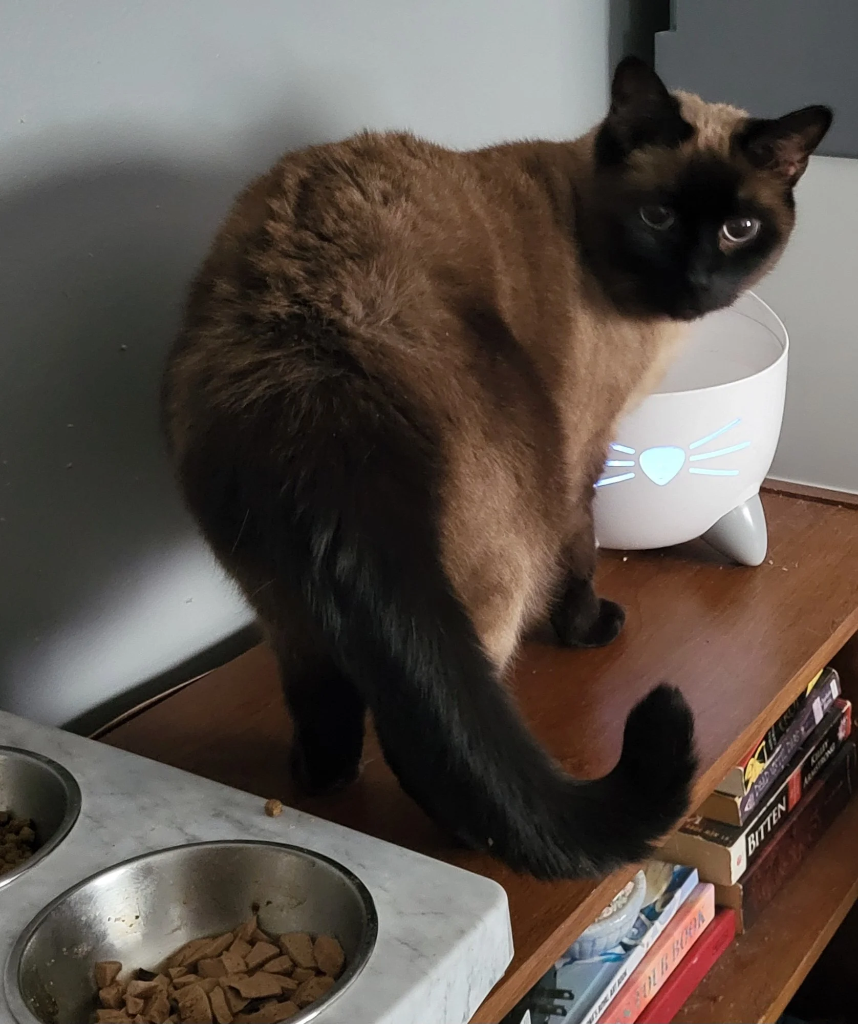 Pet Care, Pet Sitter, Cat Care, Cat Sitter