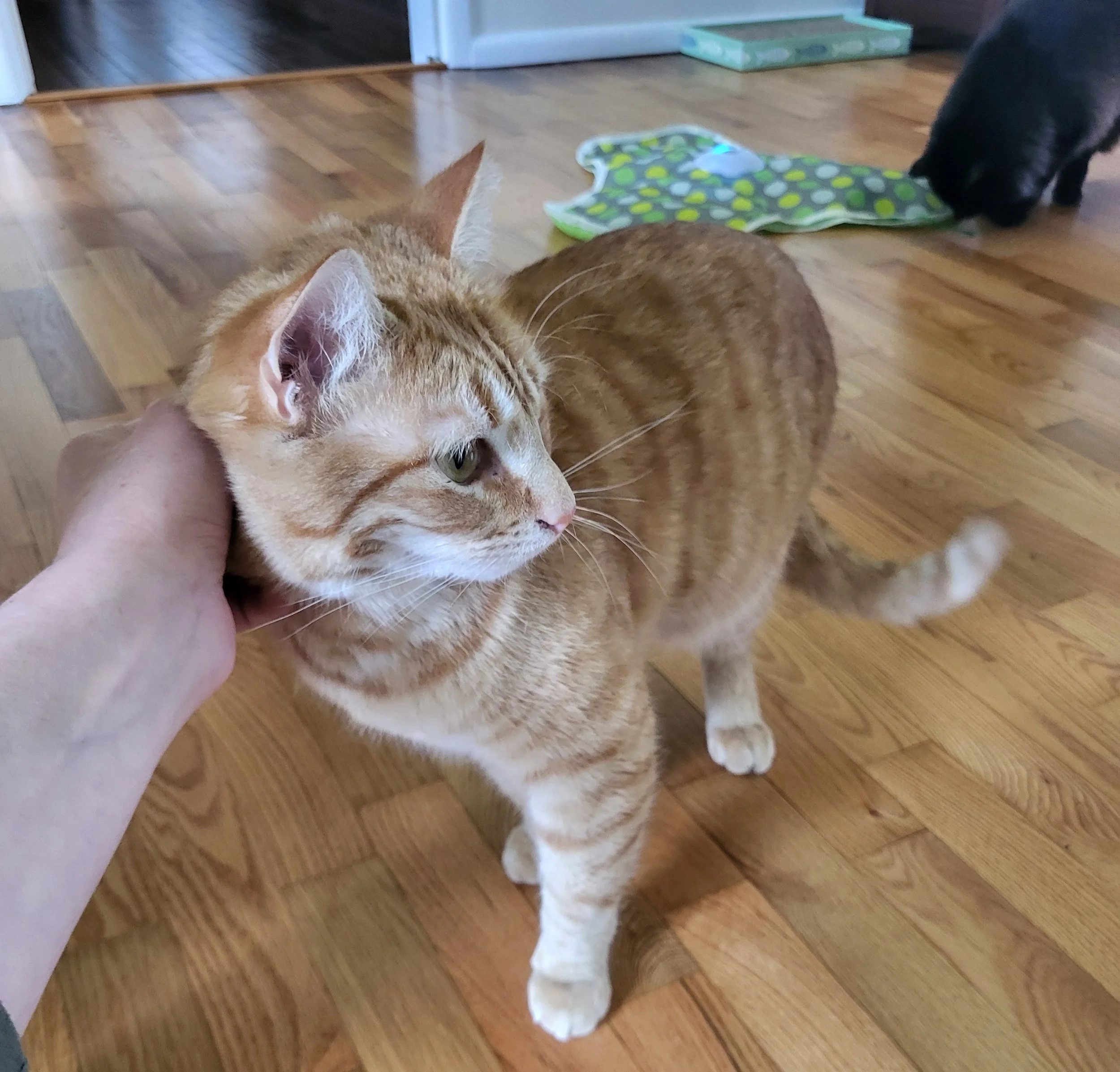 Pet Sitting, Pet Care, Cat Sitter, Cat Care