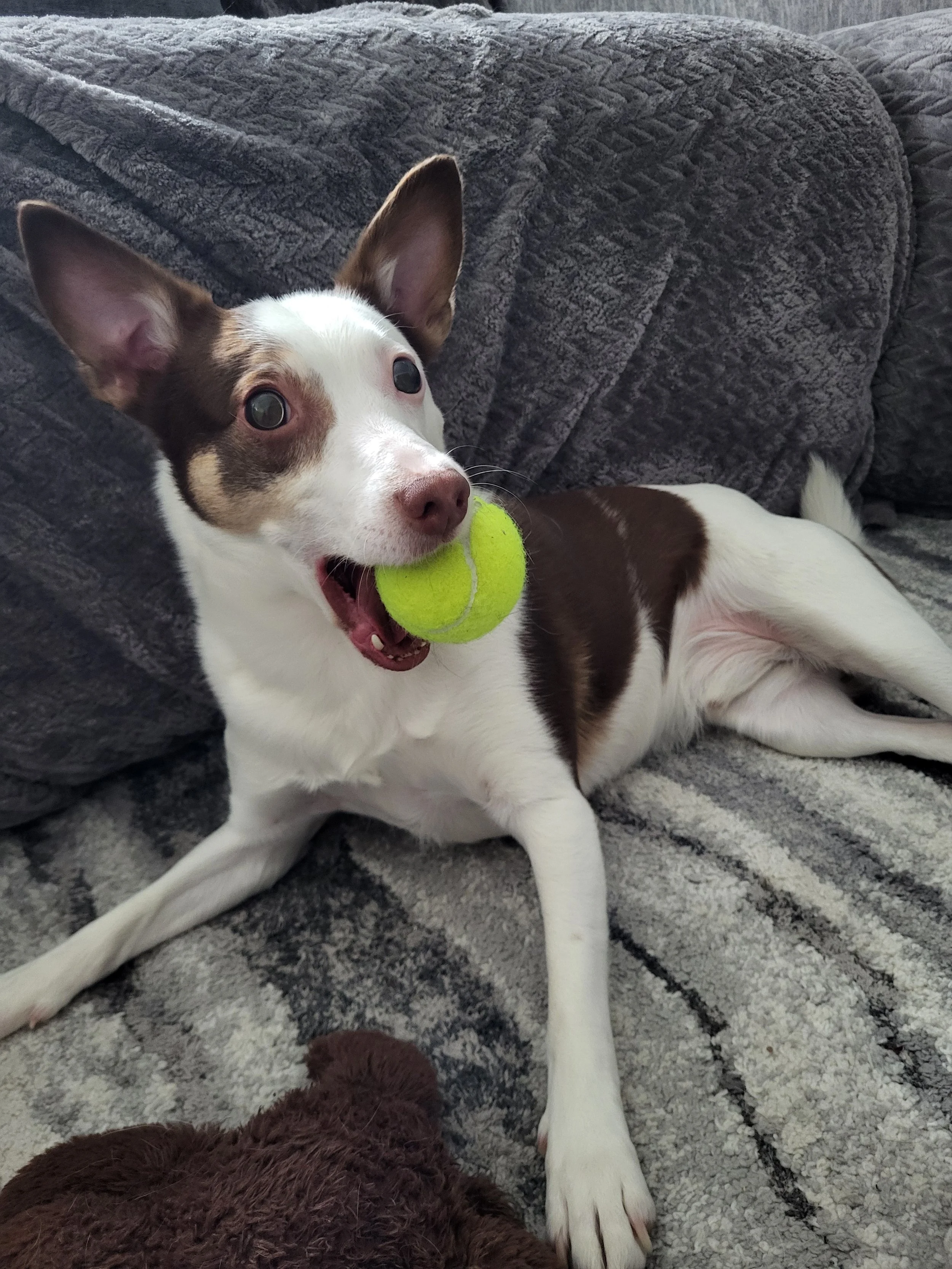Pet Sitter, Pet Care, Dog Sitter, Dog Care