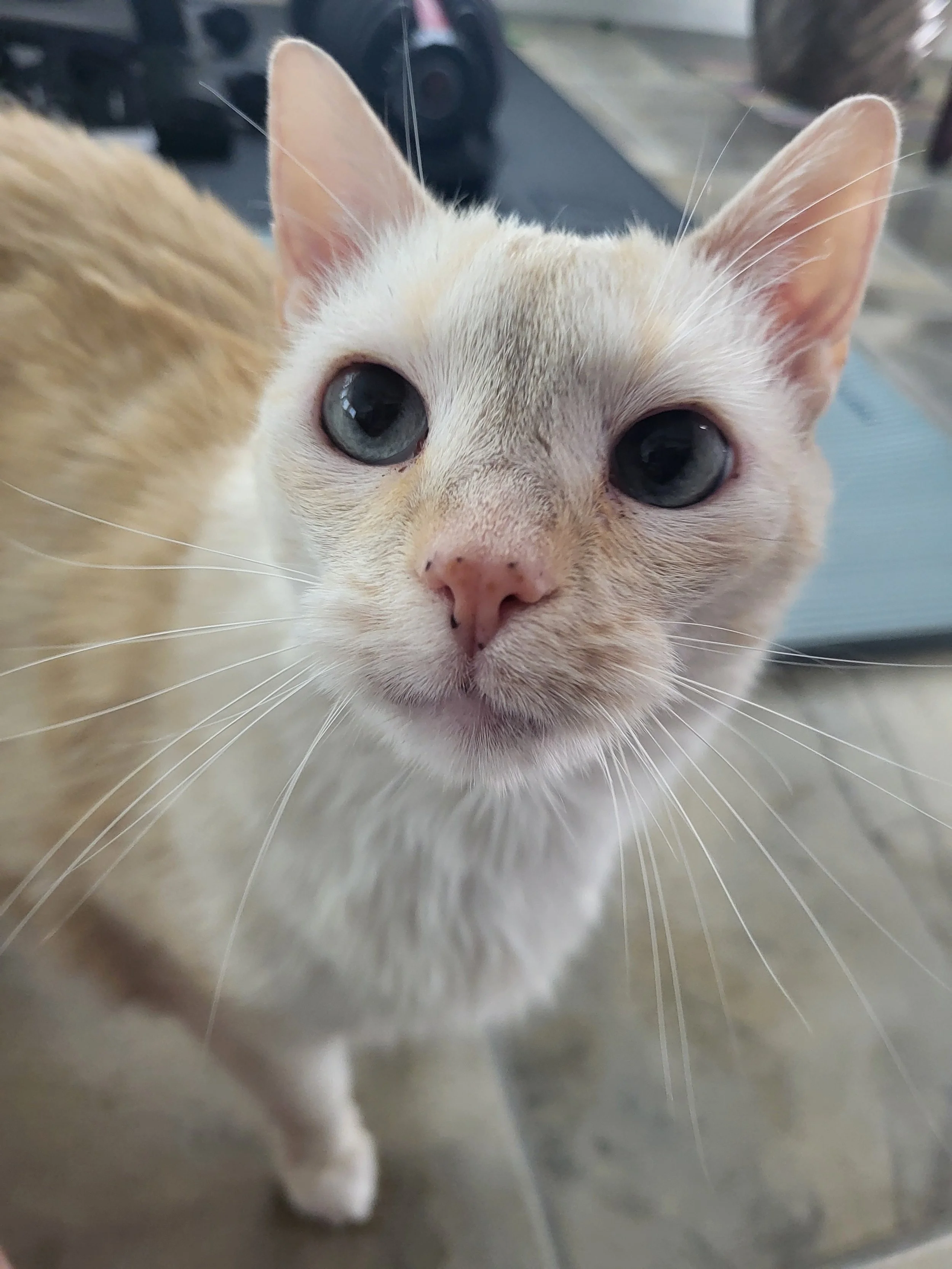 Pet Sitter, Pet Care. Cat Sitter, Cat Care