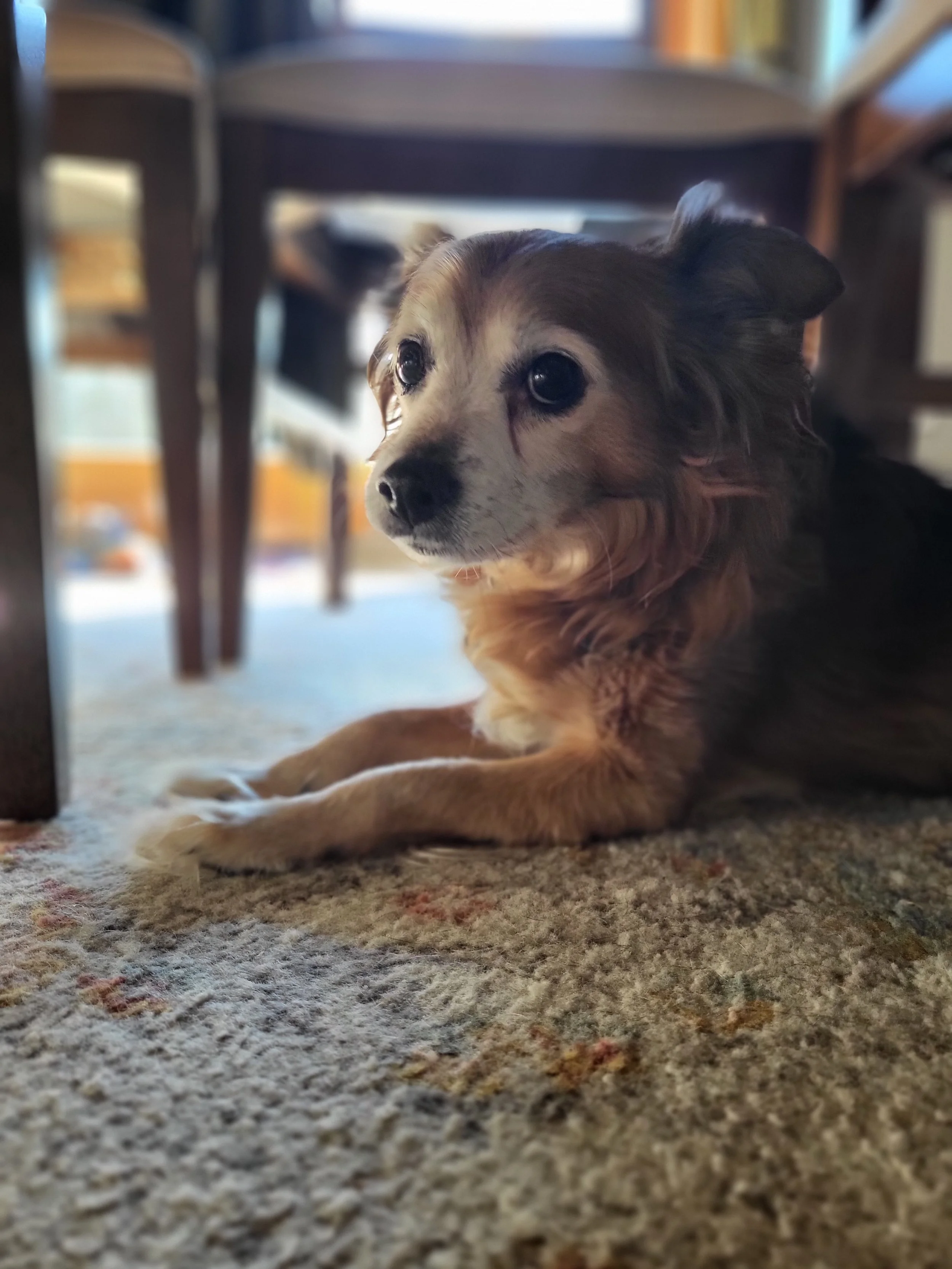 Pet Care, Pet Sitter, Dog Sitter