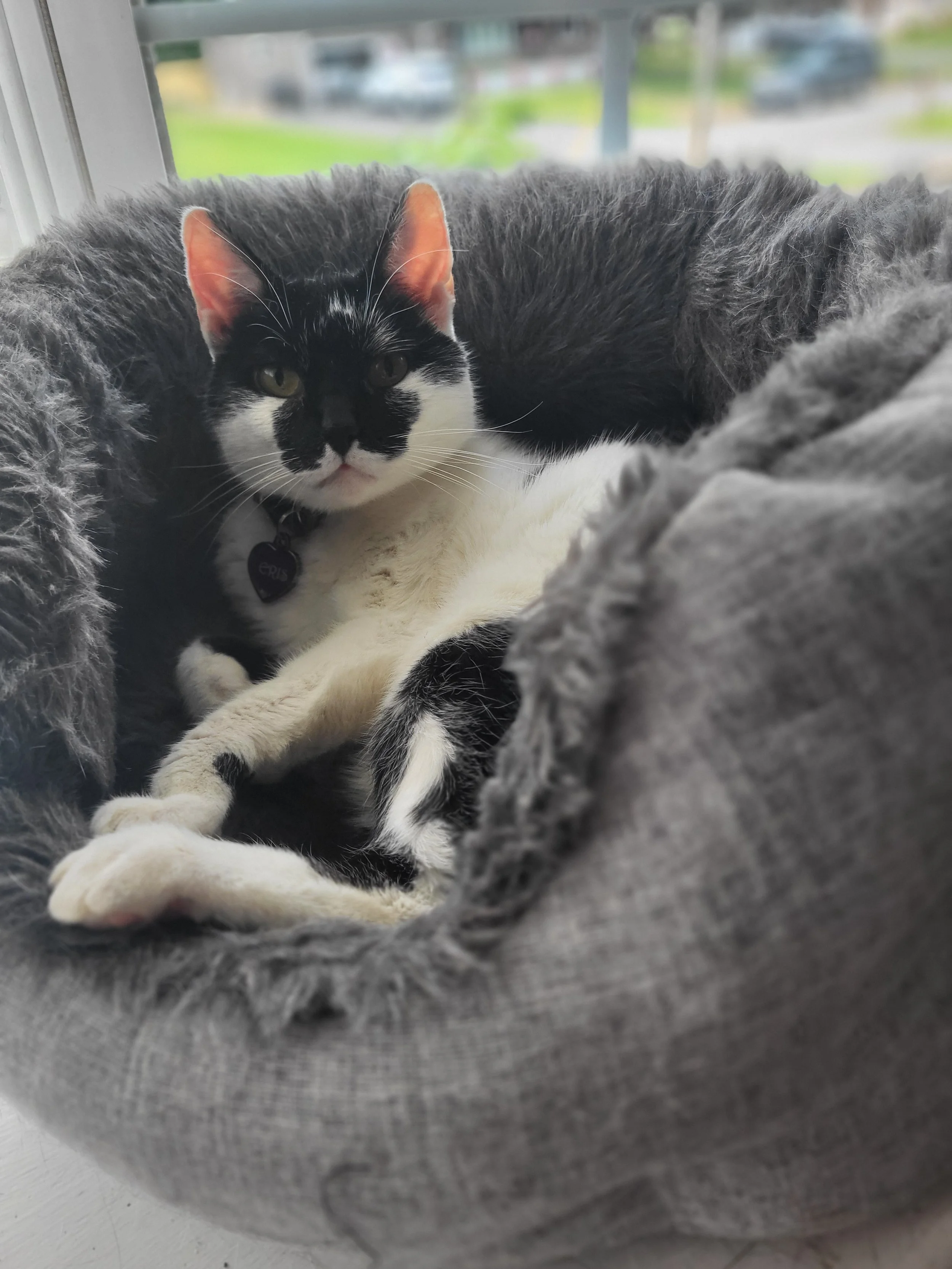 Pet Sitting, Pet Care, Cat Sitter, Cat Care