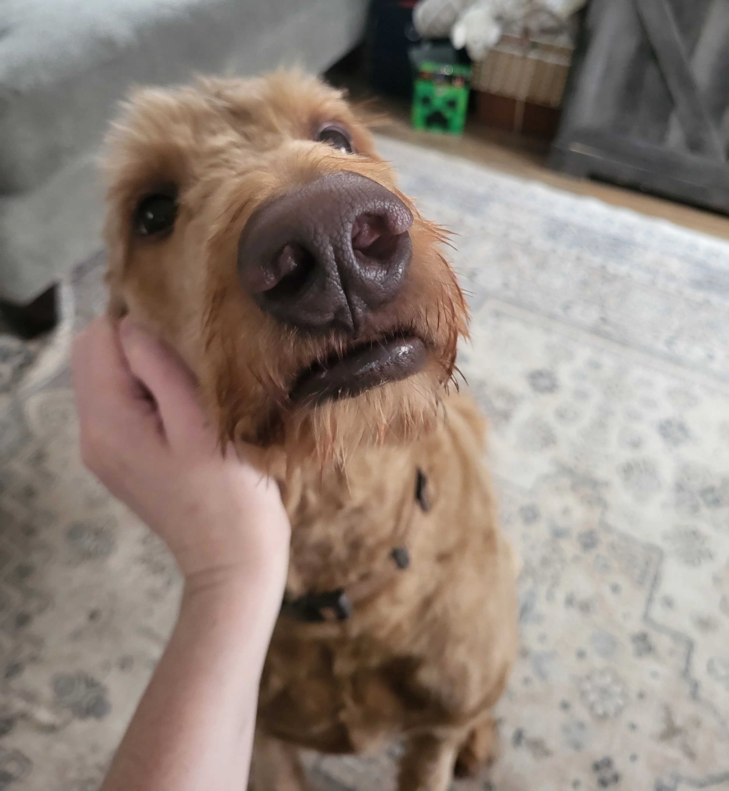 Pet Sitting, Pet Care, Dog Sitter, Dog Care
