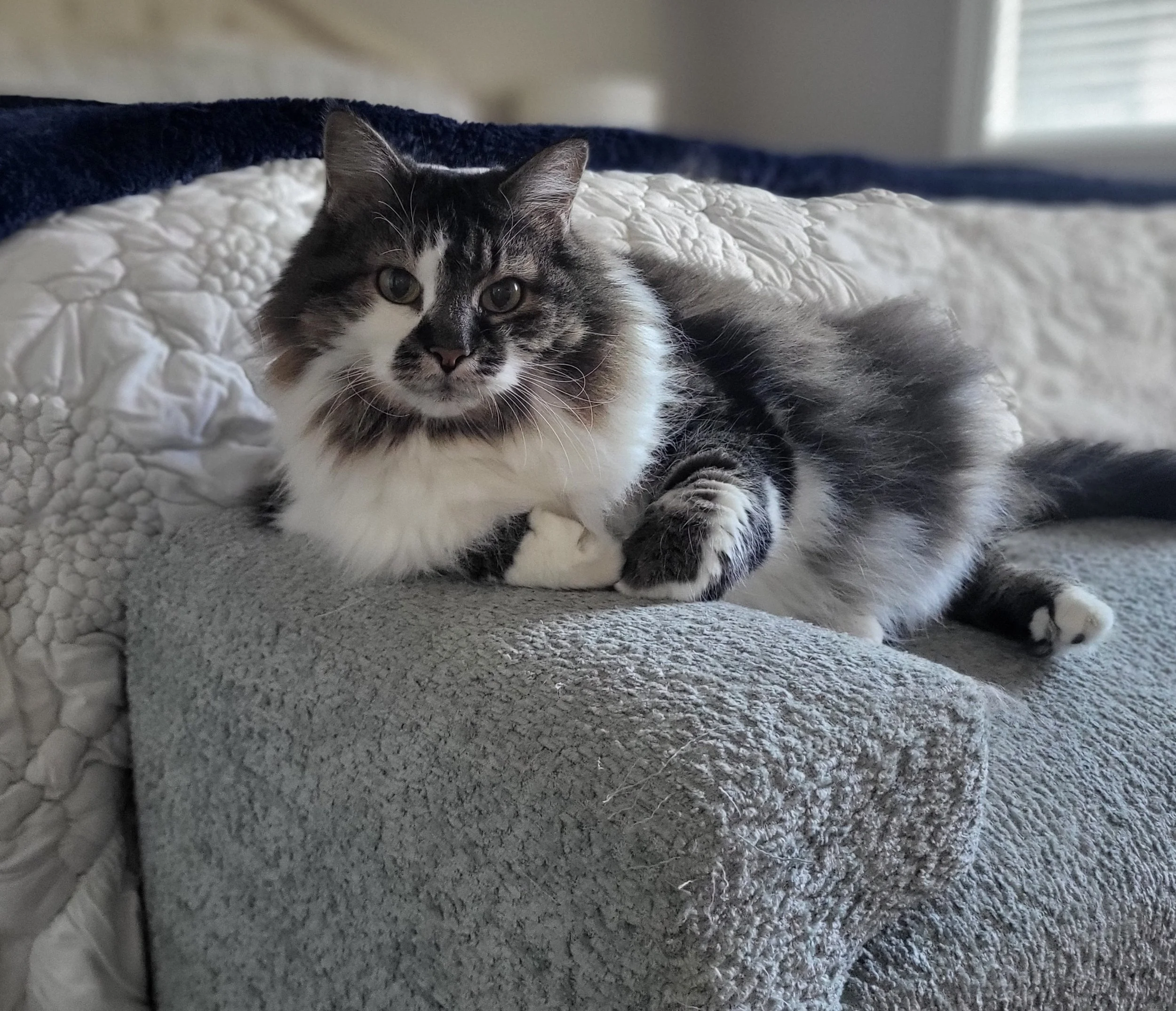 Pet Sitter, Pet Care, Cat Care, Cat Sitter