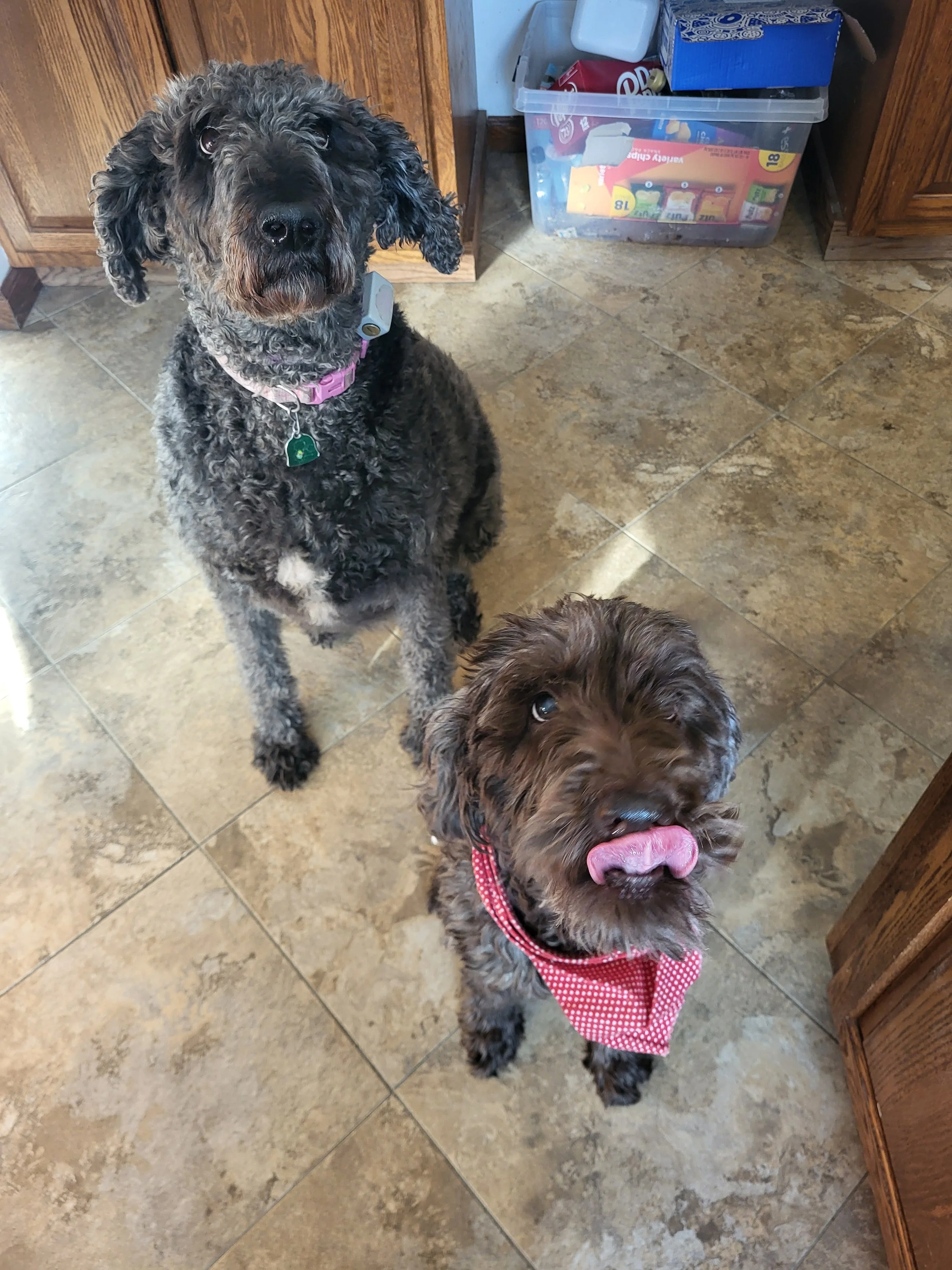 Pet Sitter, Pet Care, Dog Sitter, Dog Care