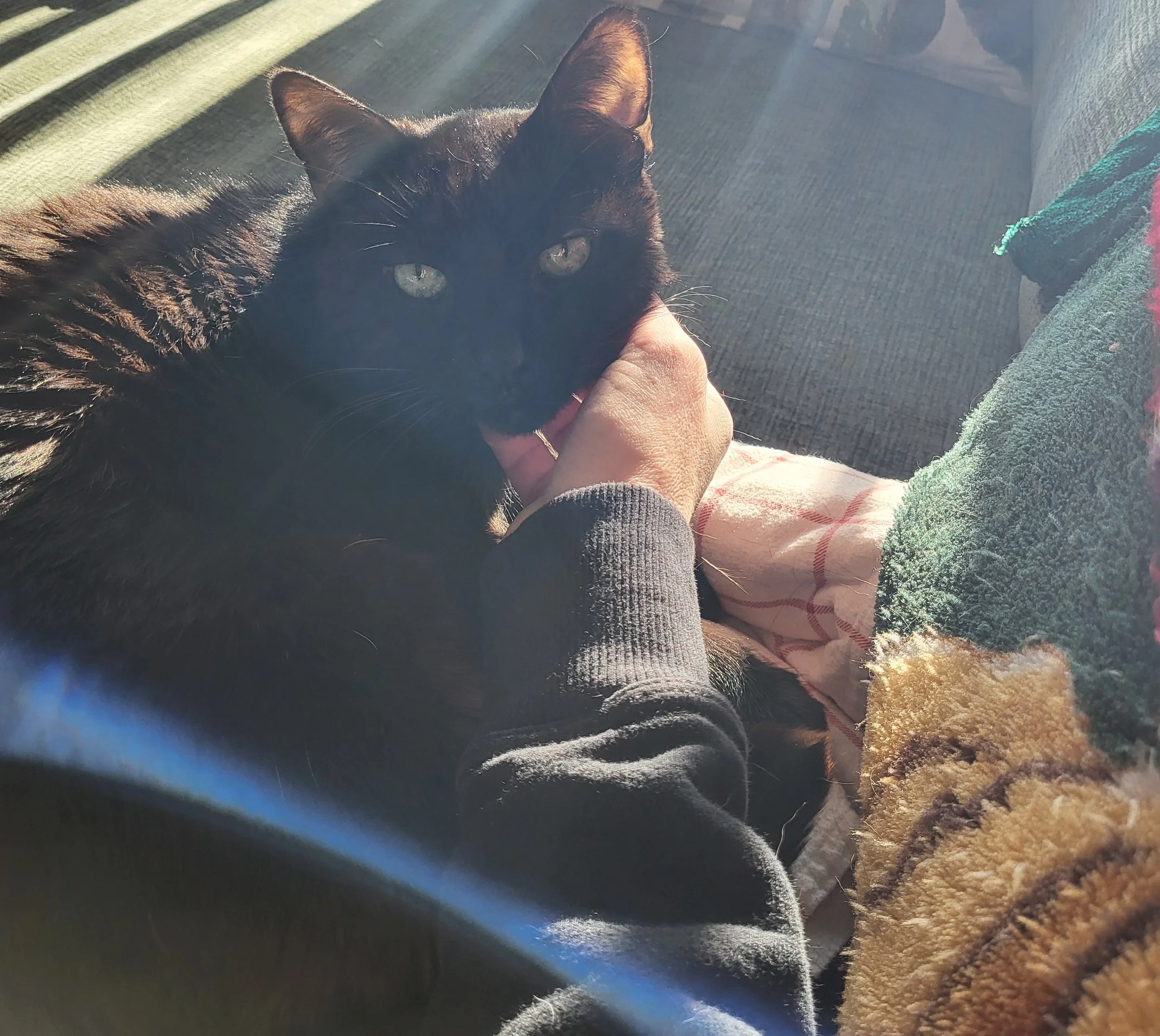 Pet Care, Pet Sitting, Cat Care, Cat Sitter