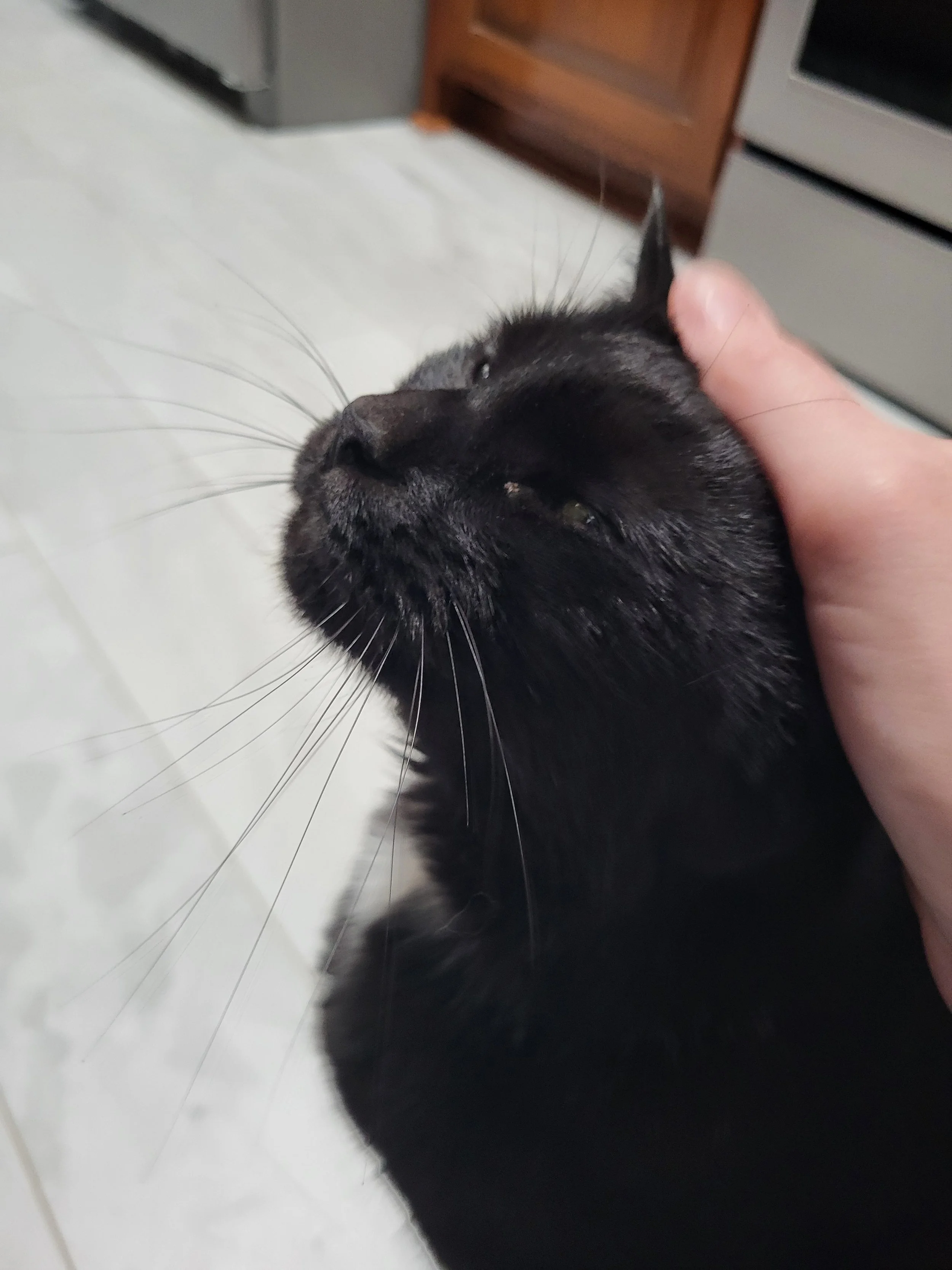 Pet Sitter, Pet Care, Cat Care, Cat Sitter