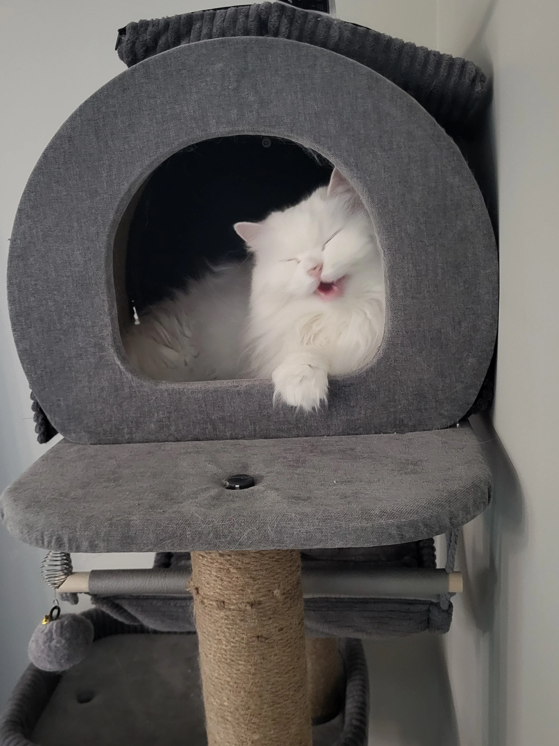 Pet Sitter, Pet Care, Cat Care