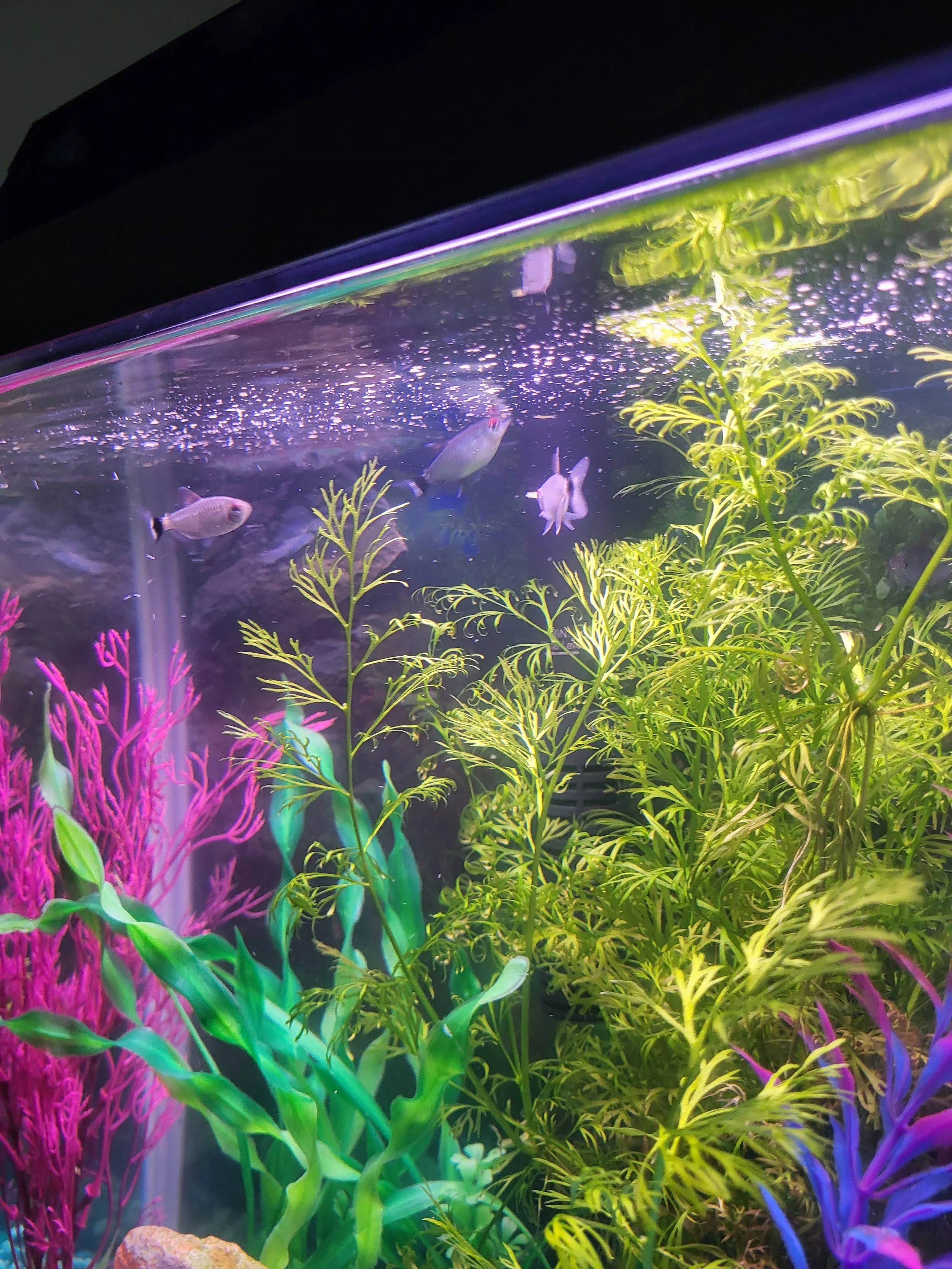 Pet Sitter, Pet Care, Fish Care