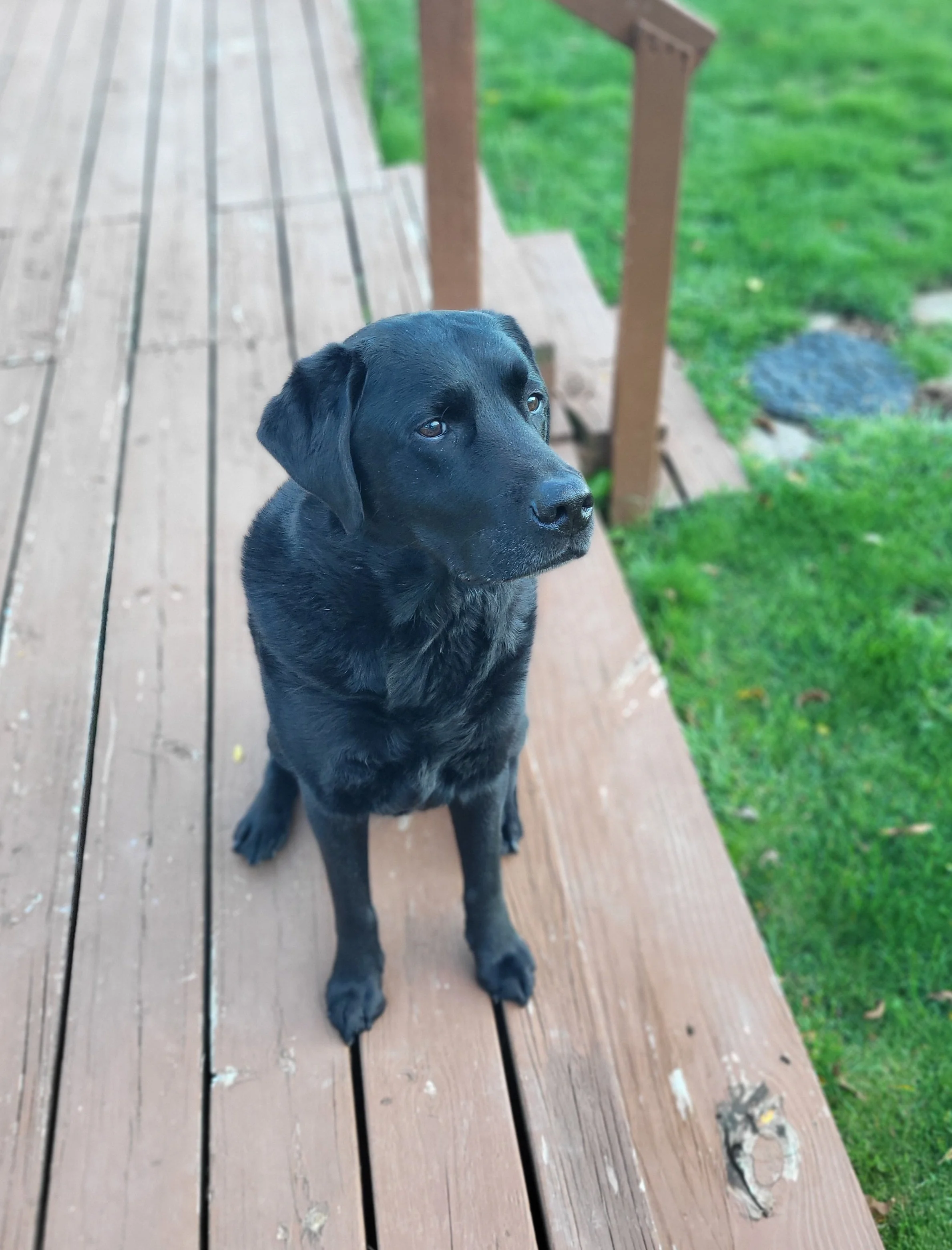 Pet Sitter, Pet Care, Dog Sitter