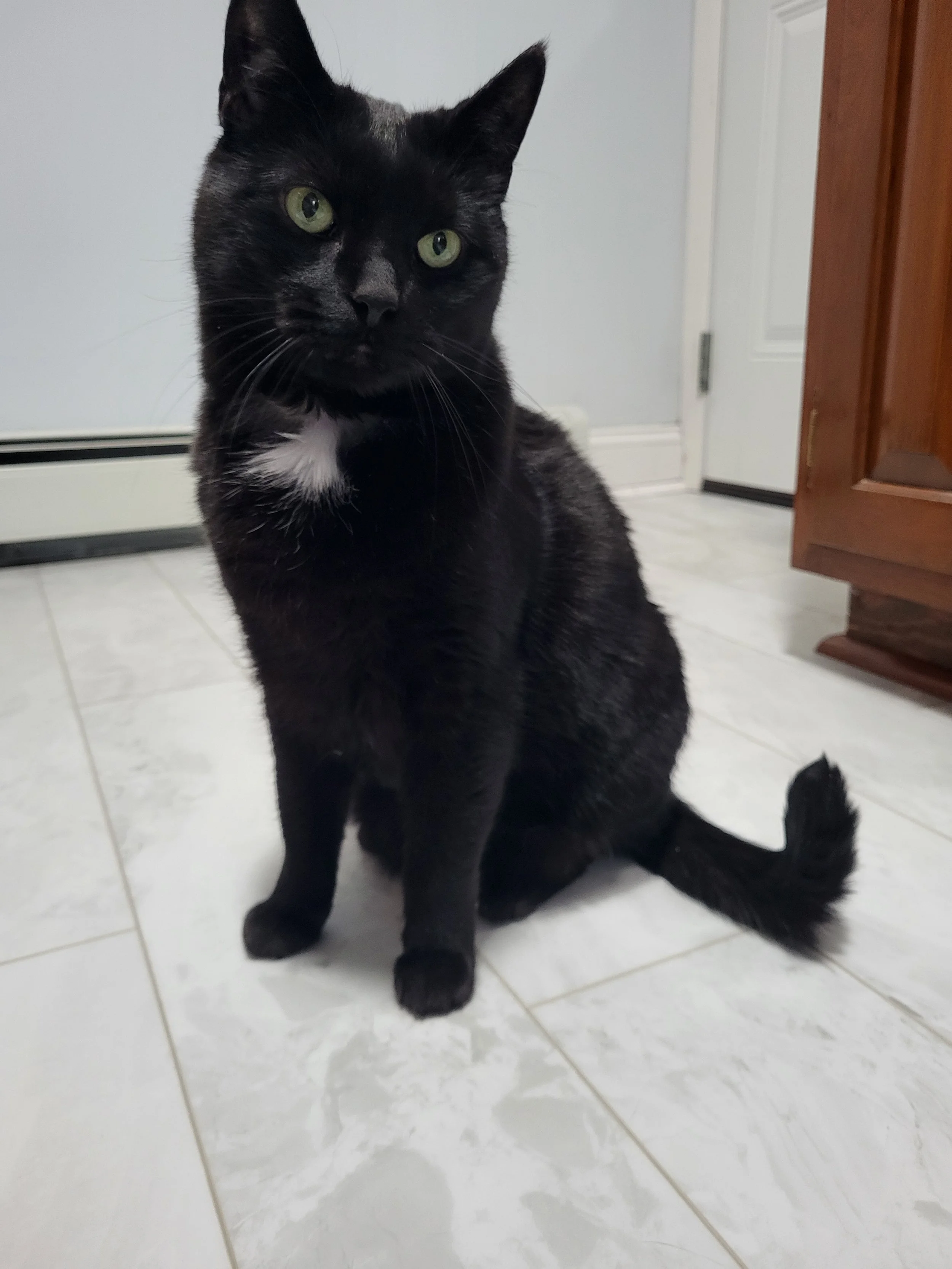 Pet Sitter, Pet Care, Cat Care