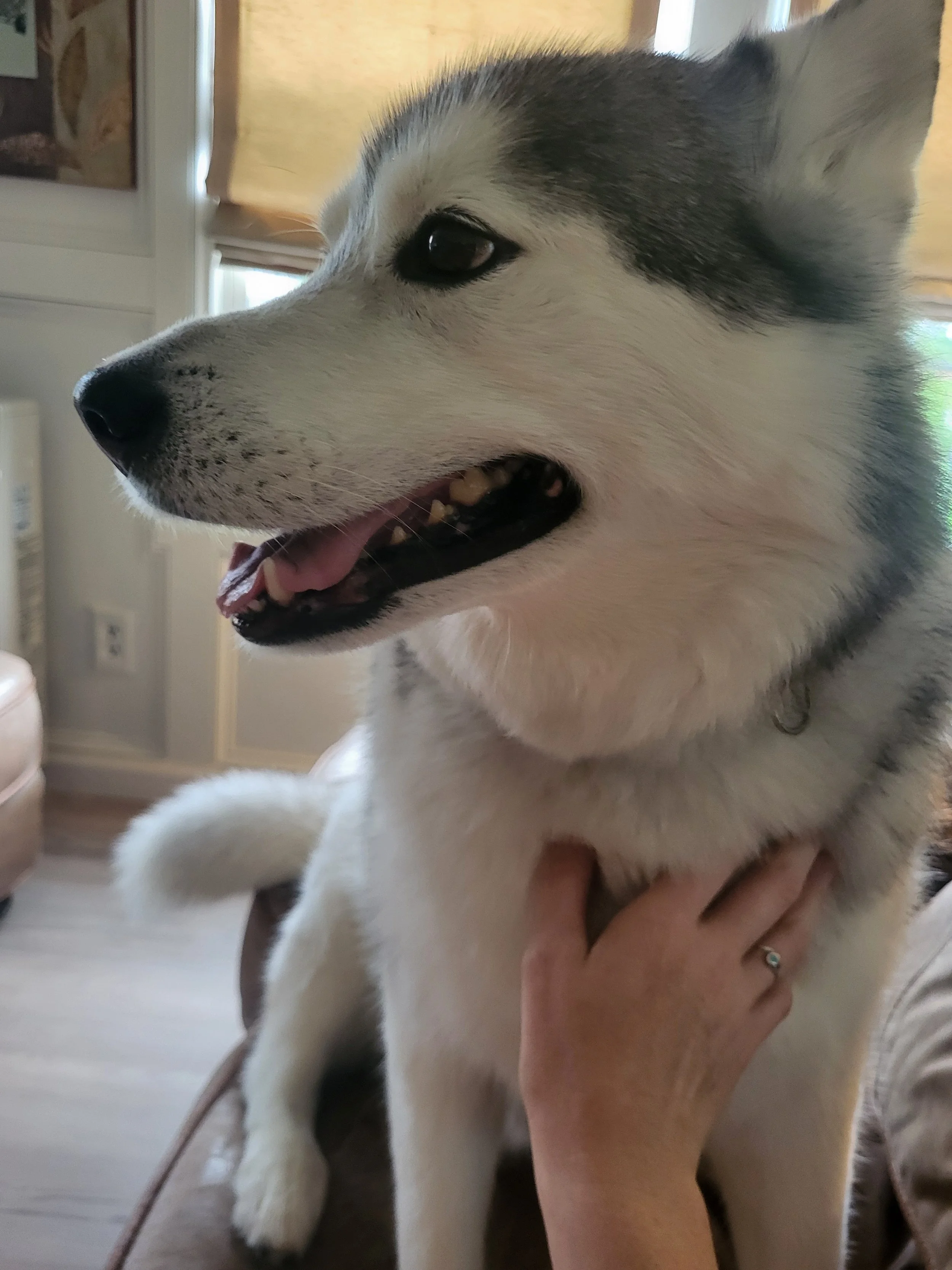 Pet Sitter, Pet Care, Dog Sitter, Dog Care