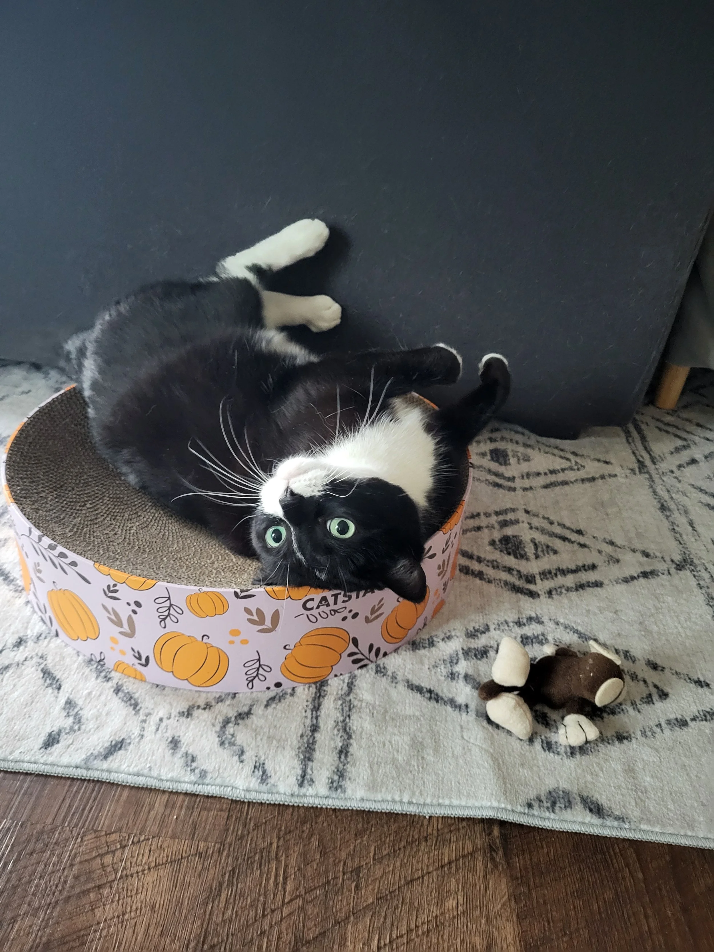 Pet Sitting, Pet Care, Cat Sitter, Cat Care