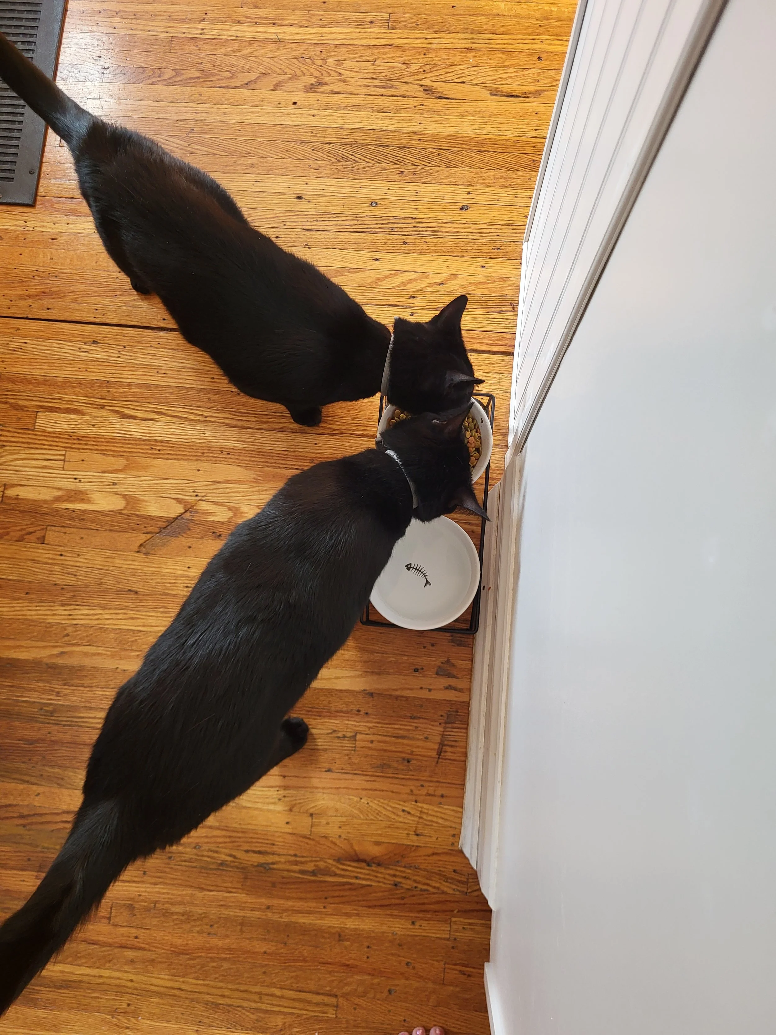 Pet Sitter, Pet Care, Cat Care, Cat Sitter