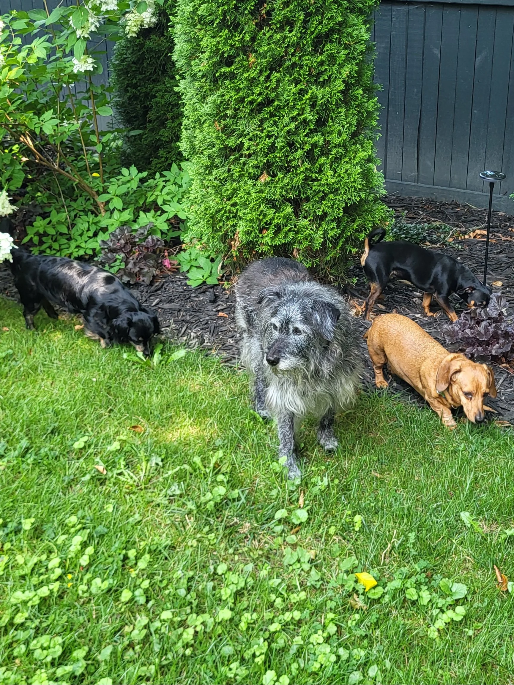 Pet Sitter, Pet Care, Dog Care, Dog Sitter