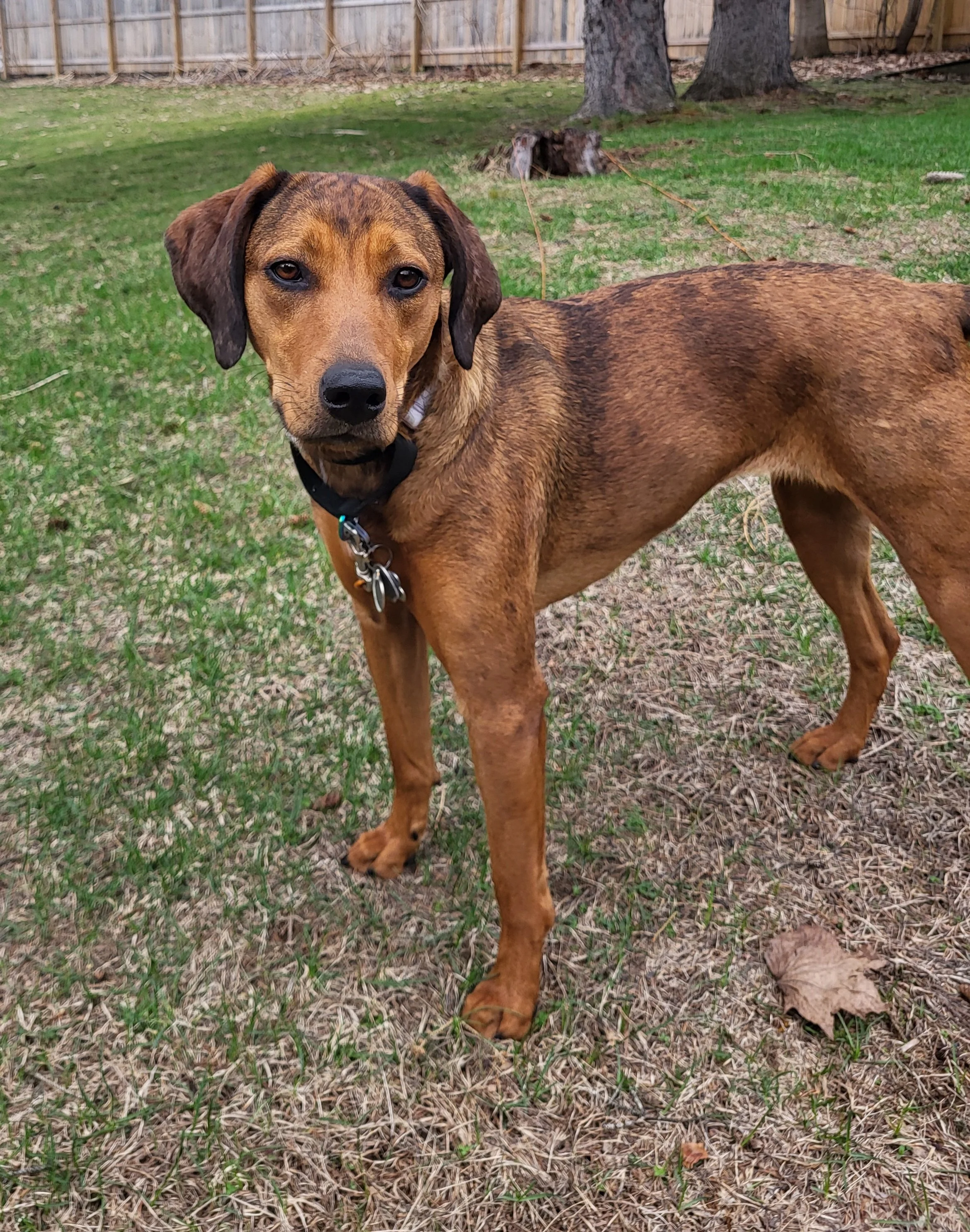 Pet Sitter, Pet Care, Dog Sitter, Dog Care