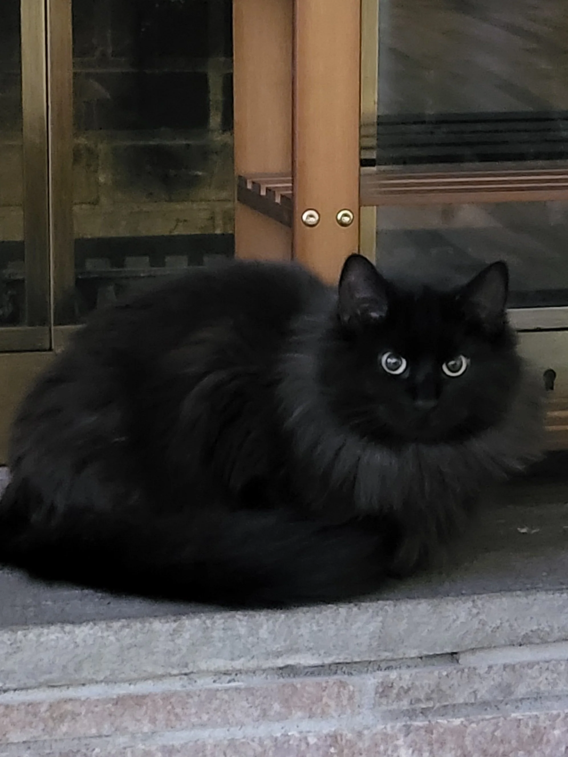 Pet Care, Pet Sitter, Cat Care, Cat Sitter