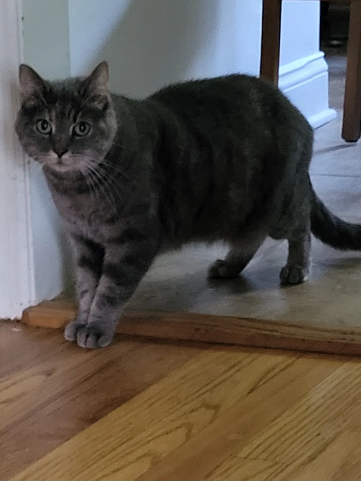 Pet Care, Pet Sitter, Cat Care, Cat Sitter