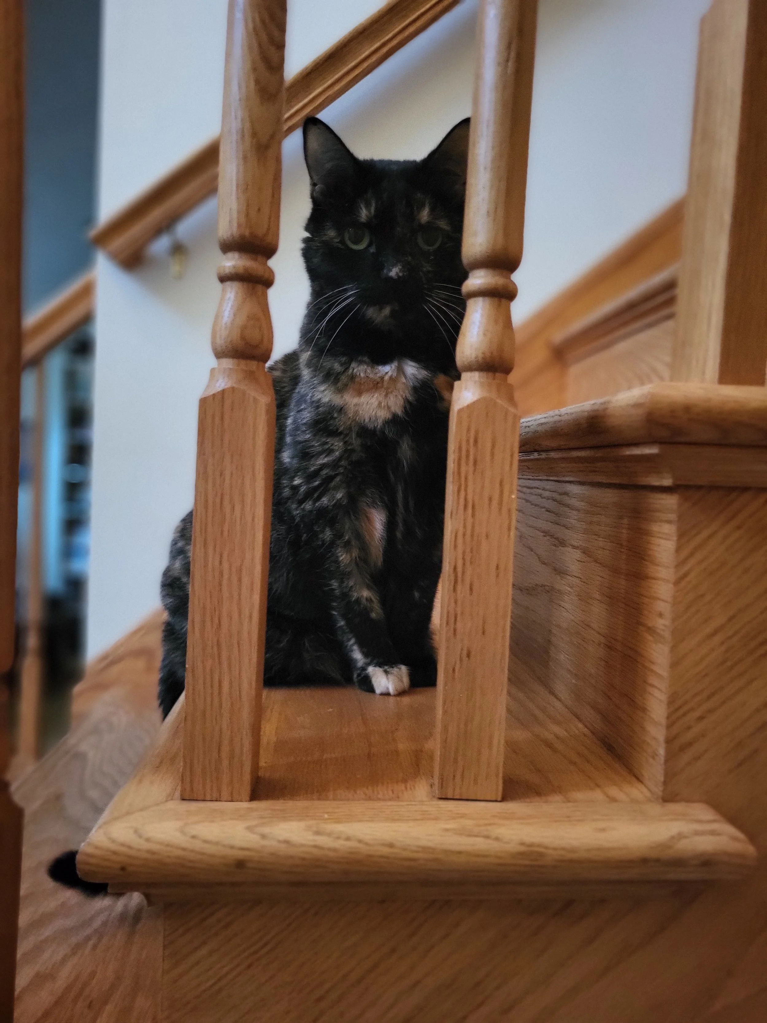 Pet Care, Pet Sitter, Cat Care, Cat Sitter