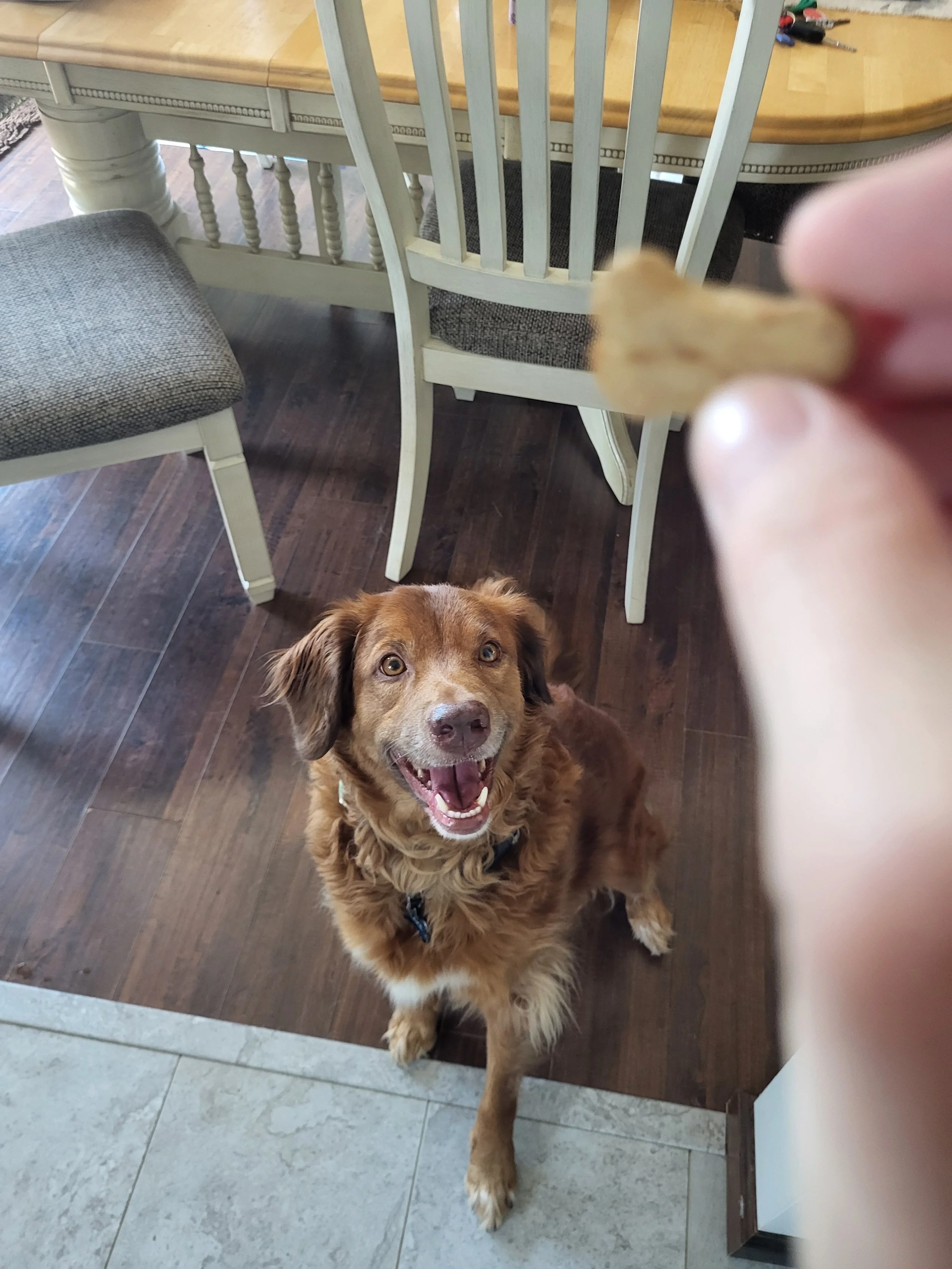 Pet Care, Pet Sitter, Dog Care, Dog Sitter