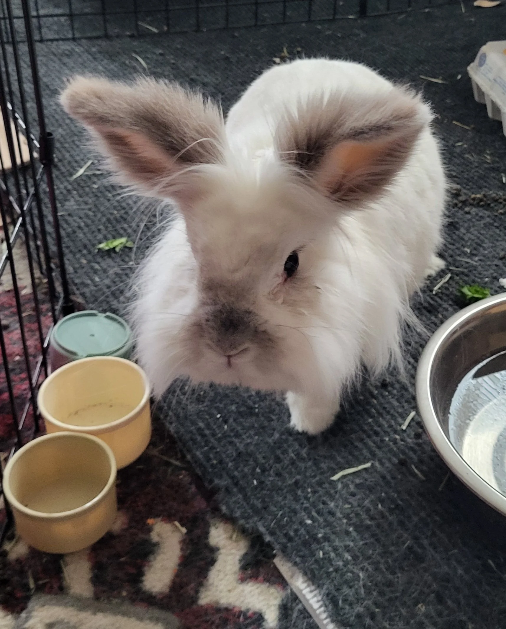 Pet Care, Bunny Care, Pet Sitter