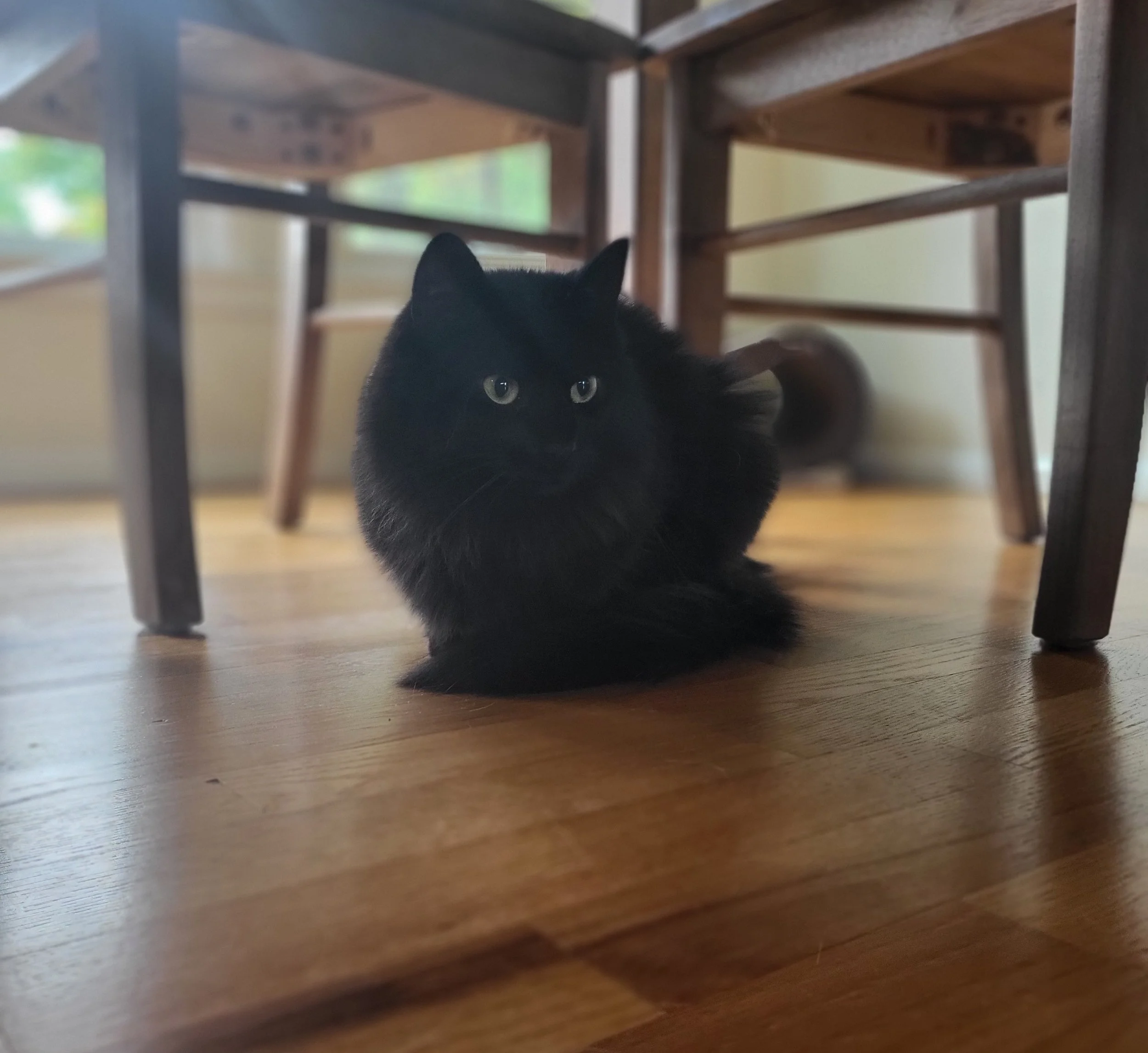 Pet Care, Pet Sitter, Cat Care, Cat Sitter