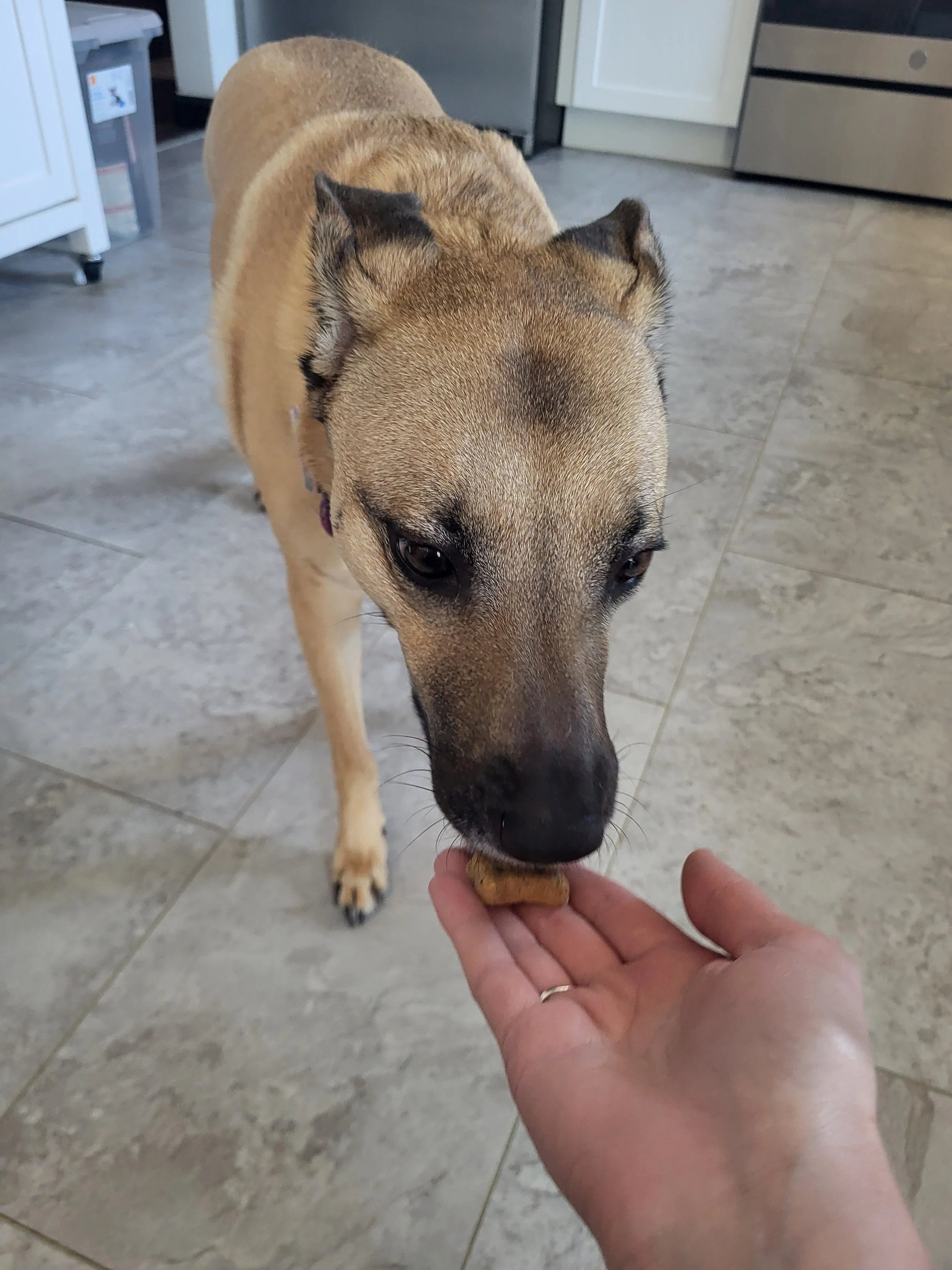 Pet Sitter, Pet Care, Dog Care, Dog Sitter