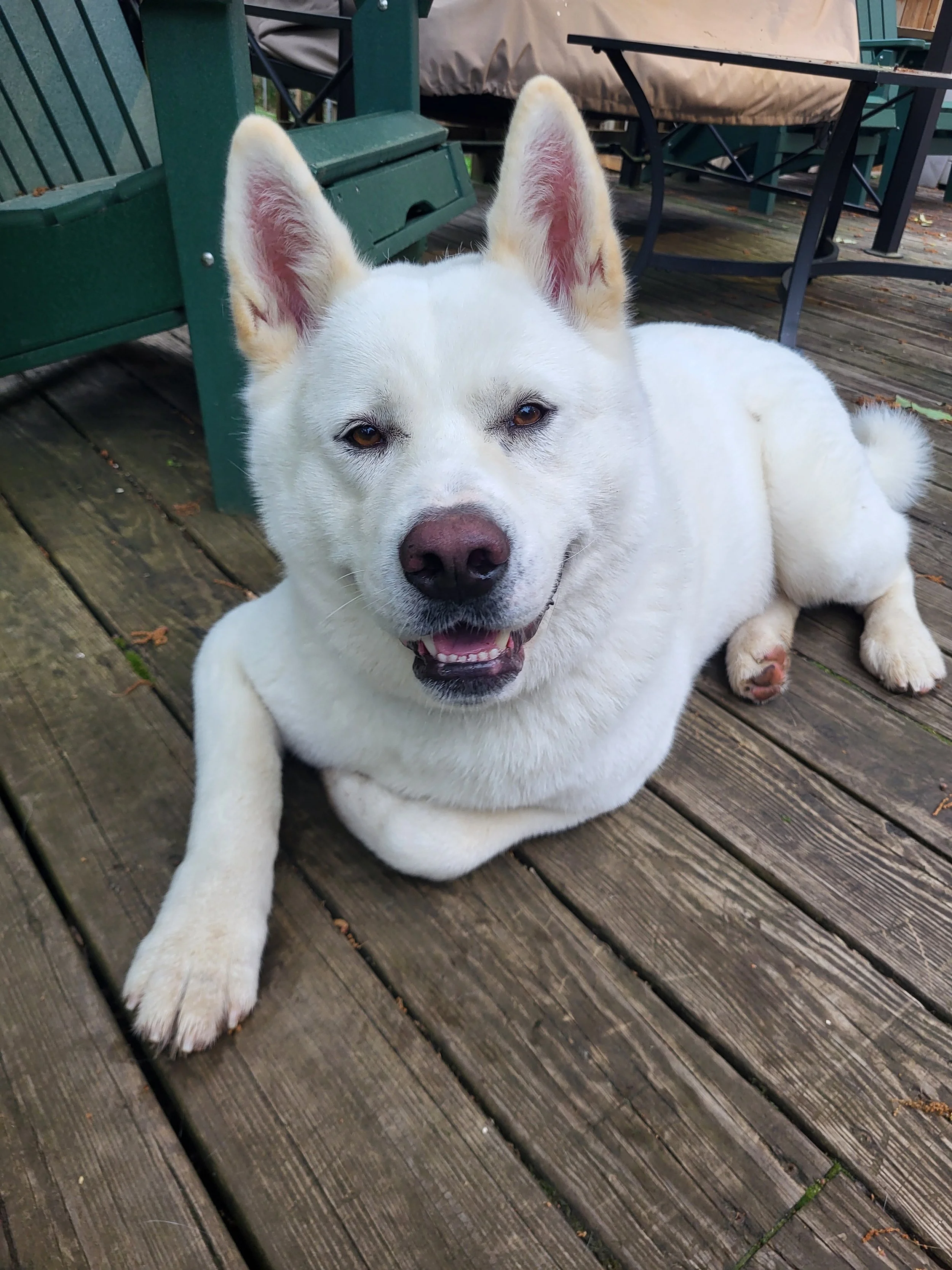 Pet Sitter, Pet Care, Dog Sitter, Dog Walker, Dog Care