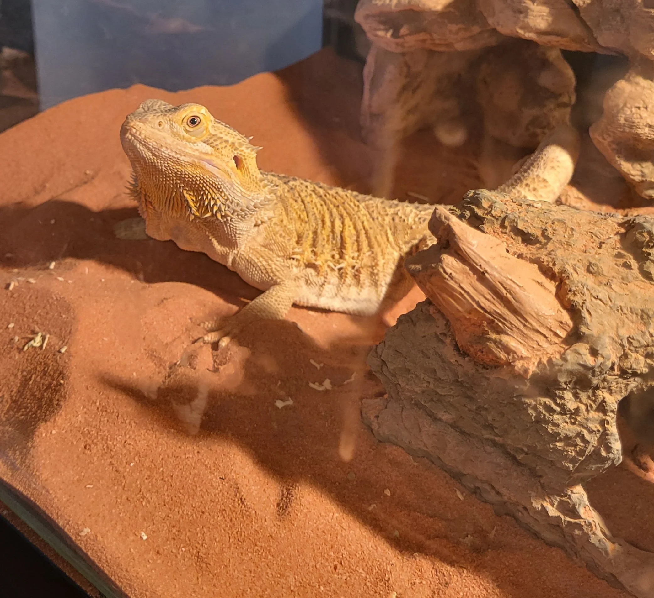Pet Sitter, Pet Care, Reptile Sitter, Reptile Care