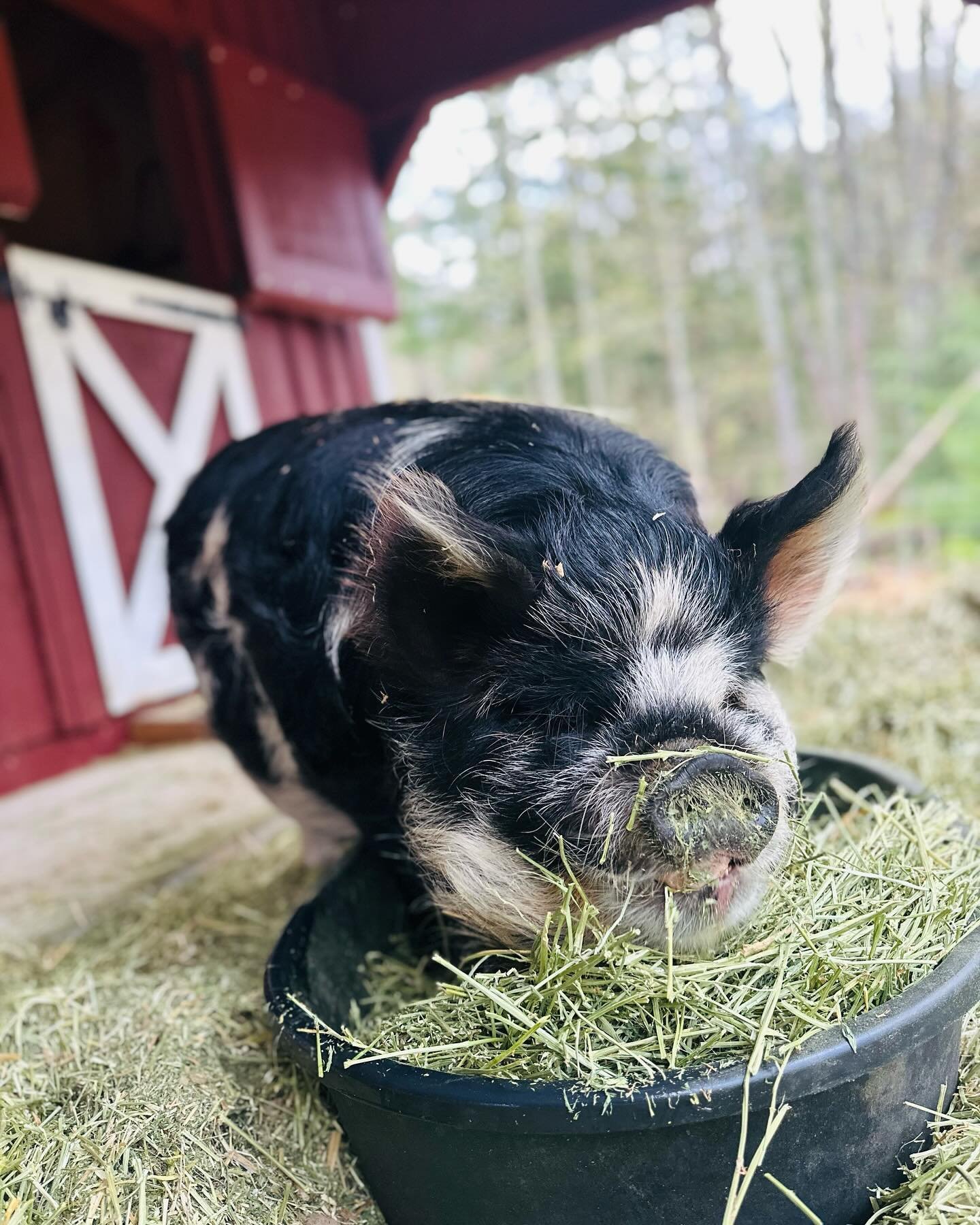 Our precious George is being a wonderful sport about the vets directive. He&rsquo;s incorporating some alfalfa in his daily intake &amp; lessening the amount of roasted sweet potatoes. So far so good 🐽💙