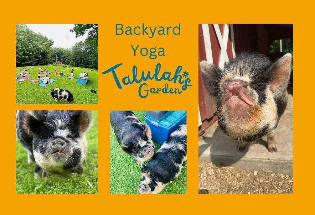 It looks like a toasty one tomorrow so we&rsquo;ll take it nice &amp; easy. This week&rsquo;s featured organization is @teenstotrails 

I hope to see you in the yard🧘&zwj;♂️ 

🐽 5:30 introduction 
🐽 5:45PM - a gentle practice
🐽 No class fee - all