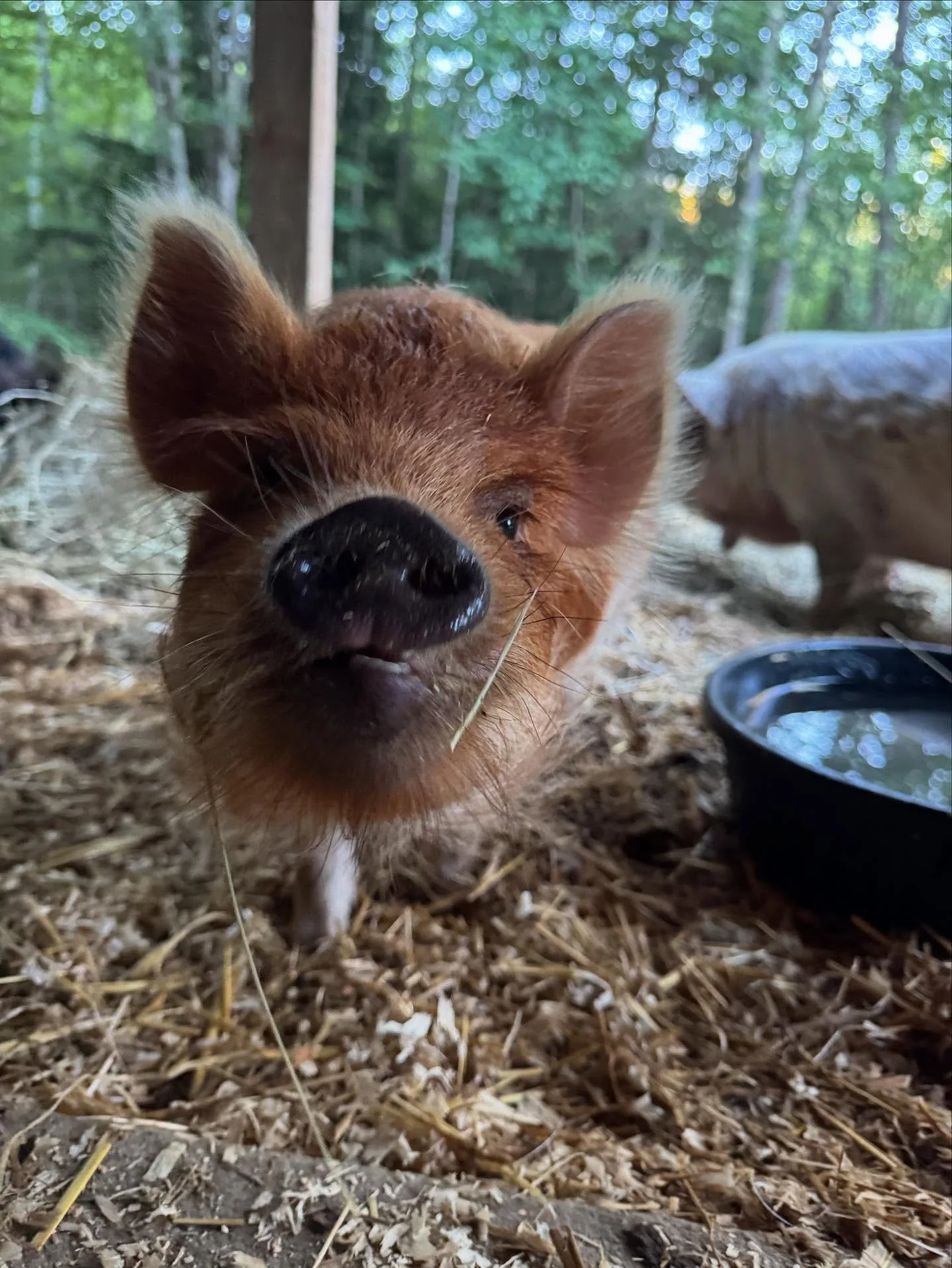 Dont miss out on Chippy snuggles &amp; this week&rsquo;s featured organization - @gotrmaine 

Tuesday evening:
🐽 5:30 introduction 
🐽 5:45PM - a gentle practice
🐽 No class fee - all donations given to our designated nonprofit 
🐽 No need to regist