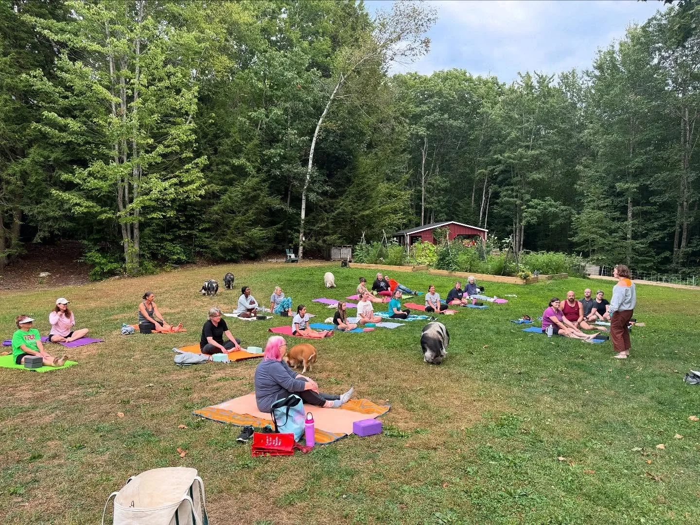Another beautiful evening of community, yoga &amp; of course, the gang 🐽. Thank you for all the generous donations for The Gray Community Food Pantry.

Just a reminder there&rsquo;s no class next week due to the holiday. We&rsquo;ll be back on 9/9 t