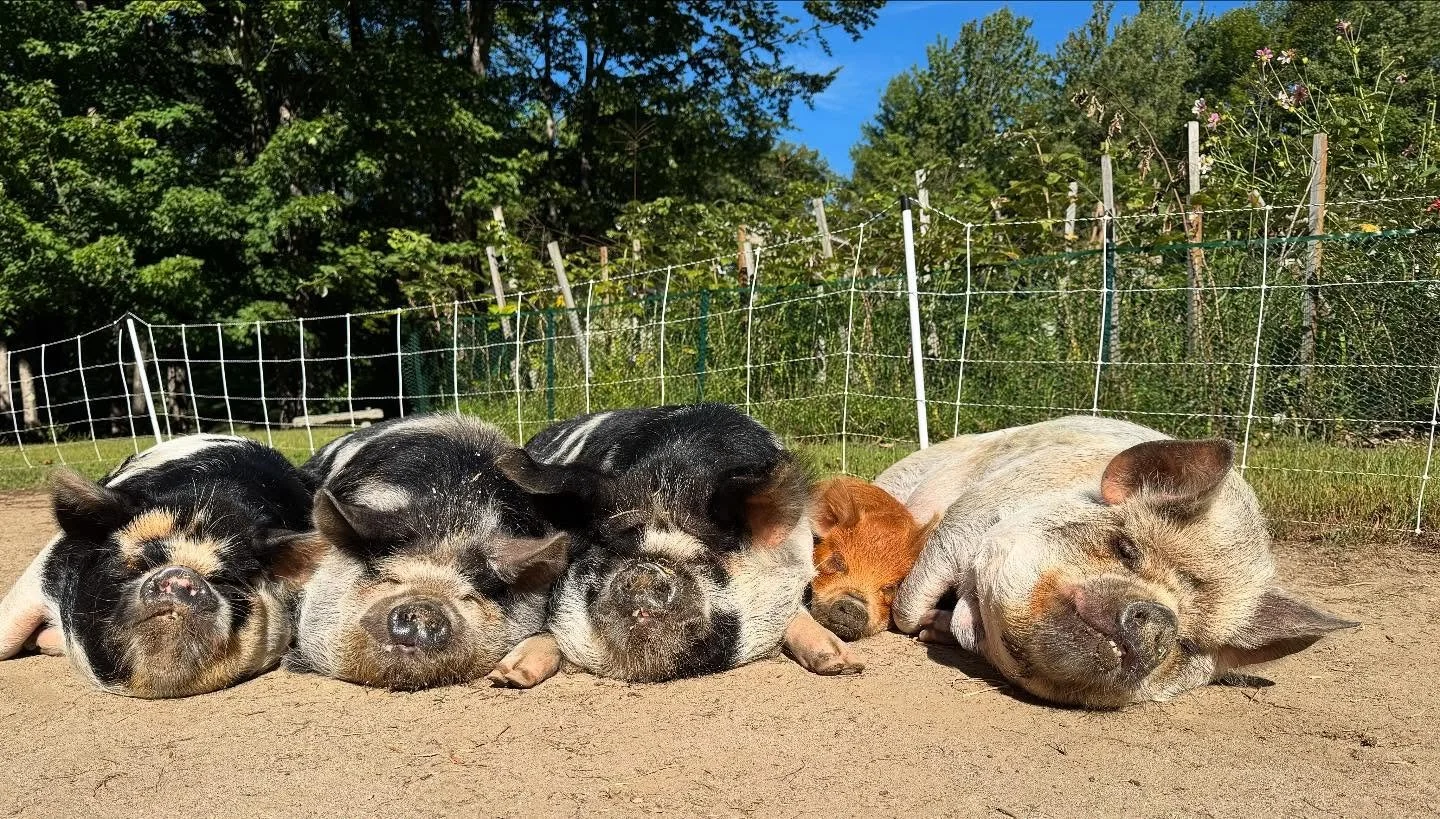 Just a reminder there is no class today. Follow the gangs lead &amp; ease your way back into the week. We&rsquo;ll see you next week 🐽