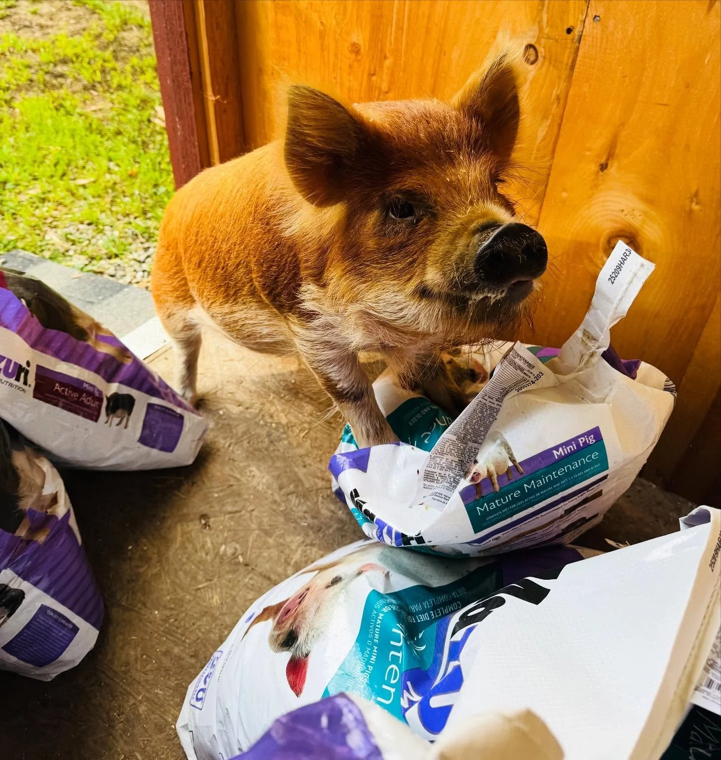 Chippy&rsquo;s the best helper, especially when it comes to unloading his food 💙🐽