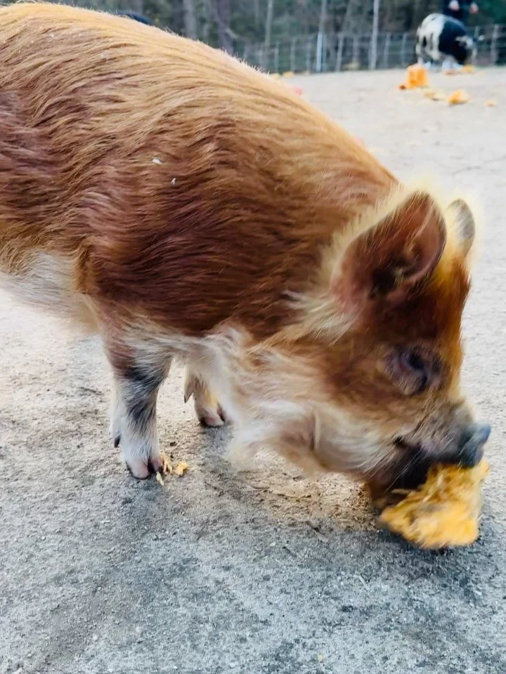 The gang is pumped with the arrival of pumpkins! Thanks for the visits today everyone &amp; for keeping the kiddos in mind &hearts;️
