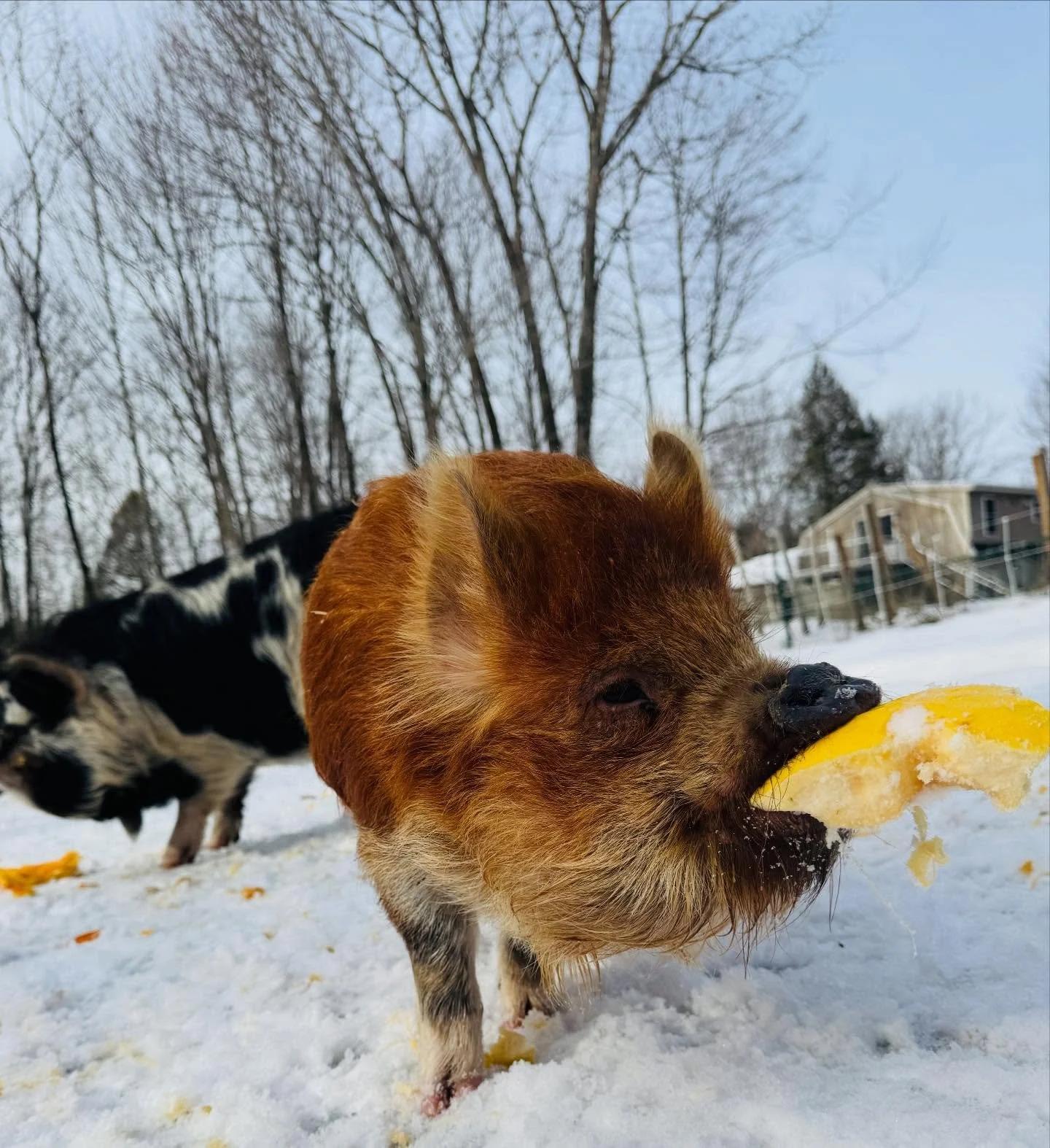 Continued gratitude for all the donated pumpkins 🐽❤️