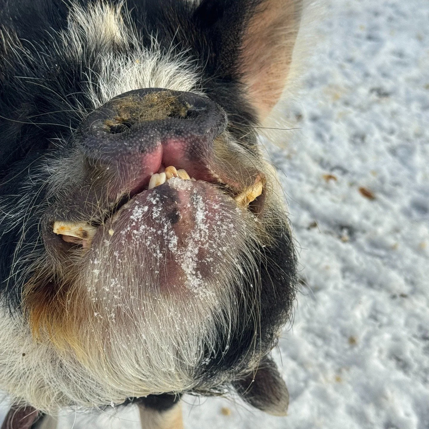 Happy 2026 everyone!!

I am VERY late posting this but better late than never 🙃

Adult ed classes start up NEXT WEEK &amp; we have a great group starting to gather. I'd love to see you back for another winter &amp; would love to welcome new faces to