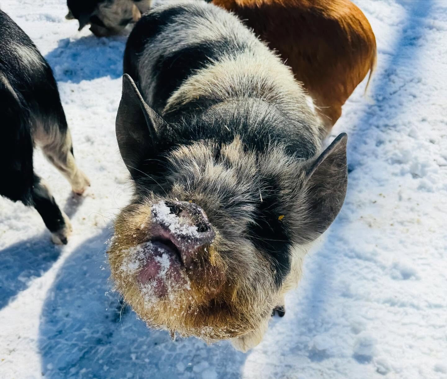 Heyyyyyy all 🐽&hearts;️

We&rsquo;re getting antsy for spring here at the farm! How about you?? 

Just a little note to check in but also share that this year will bring some changes to Talulah&rsquo;s Garden. While our primary focus will continue t