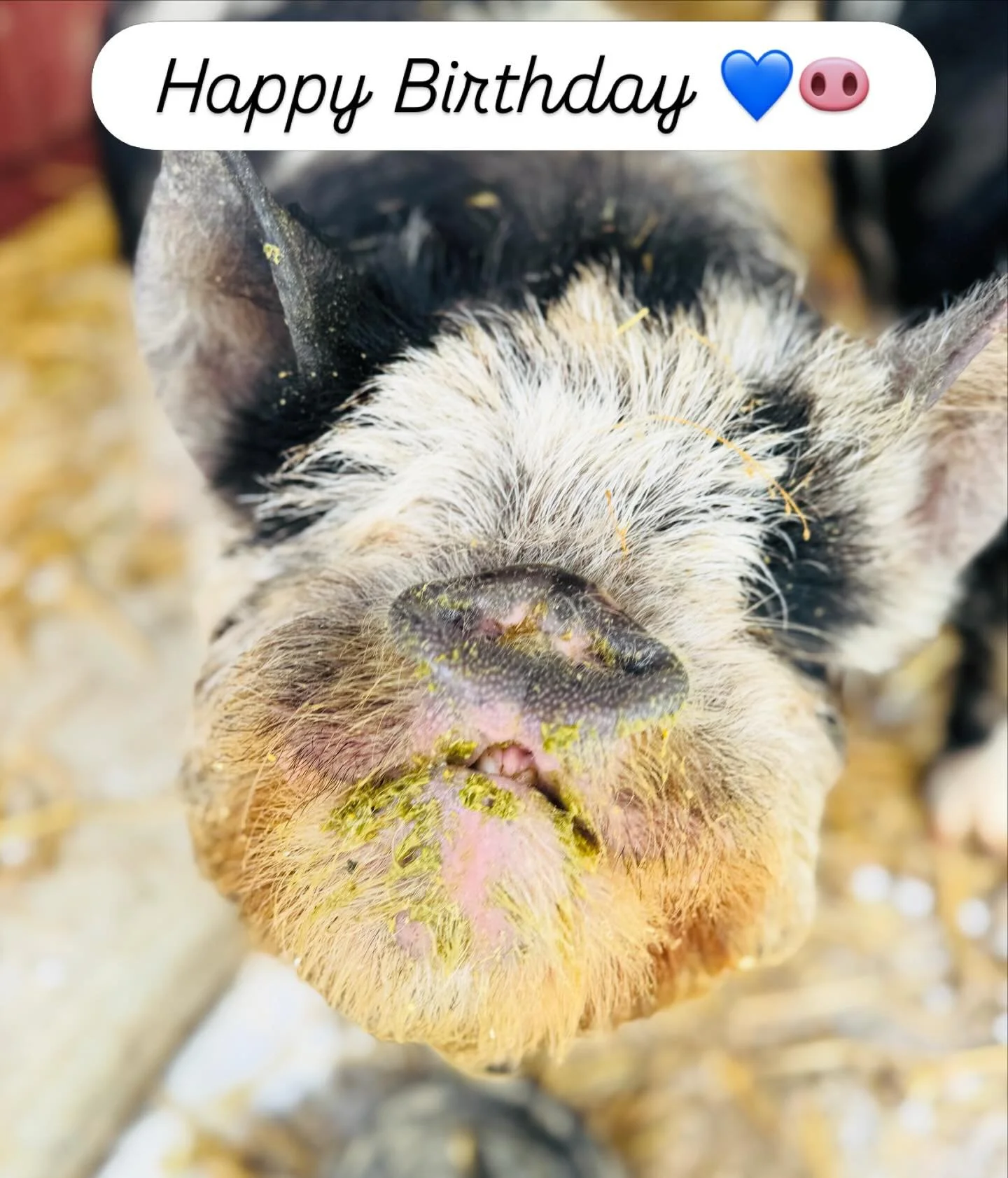 Happy 3rd birthday to the absolute sweetest soul on the planet 🐽💙. You are so loved baby boy Roy.