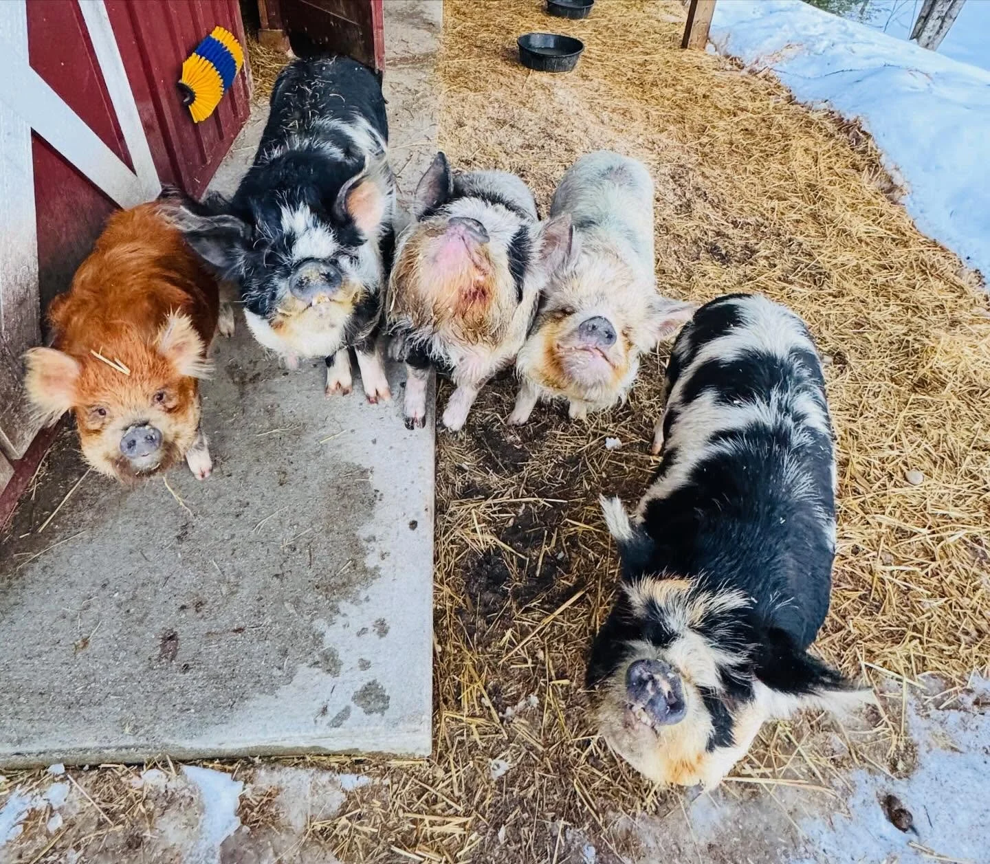 We love this little gang so much &hearts;️🐽