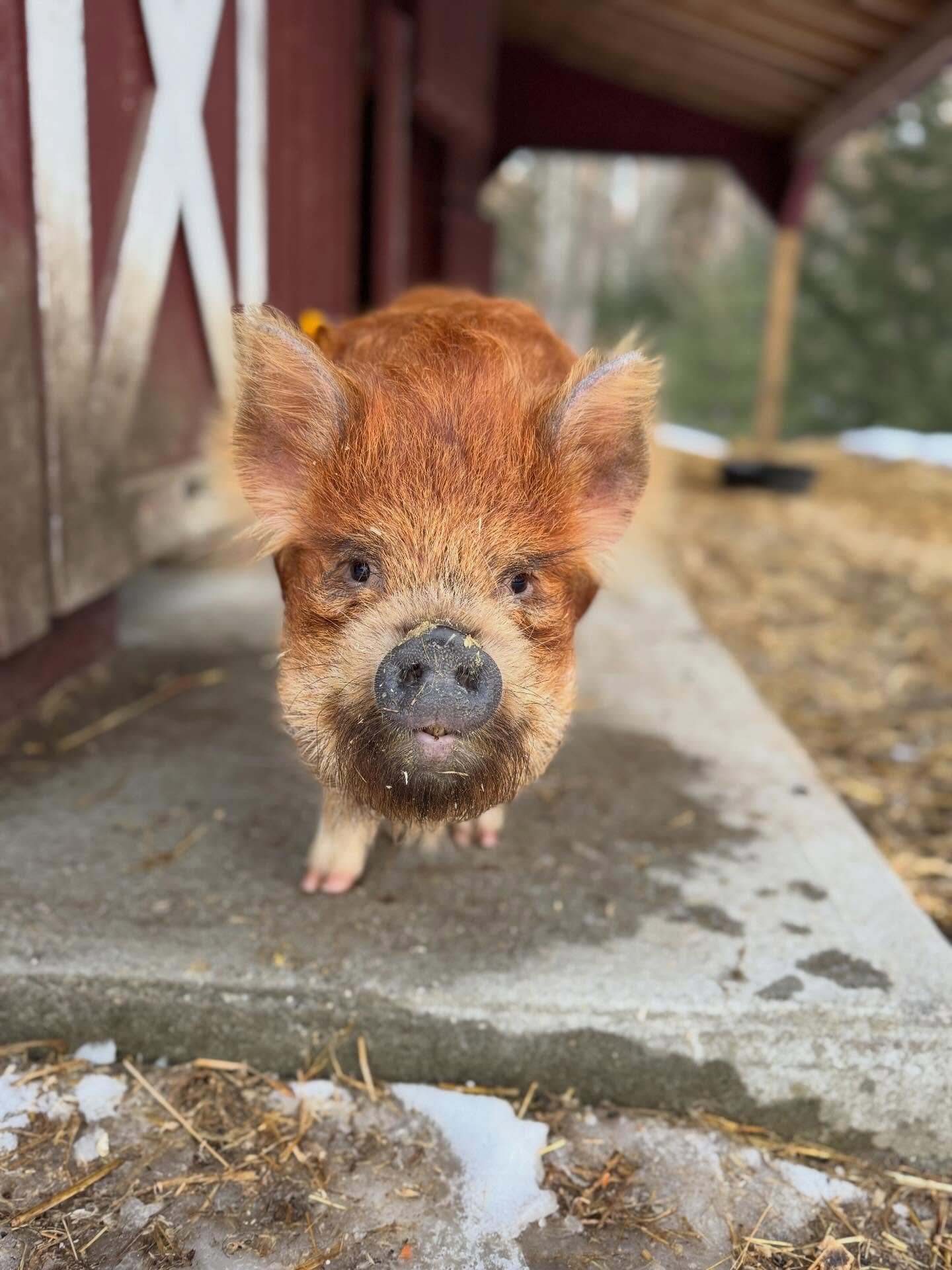 Our Chippy 💙🐽 #kunekune #graymaine #yogainmaine #yogainme #pigyoga