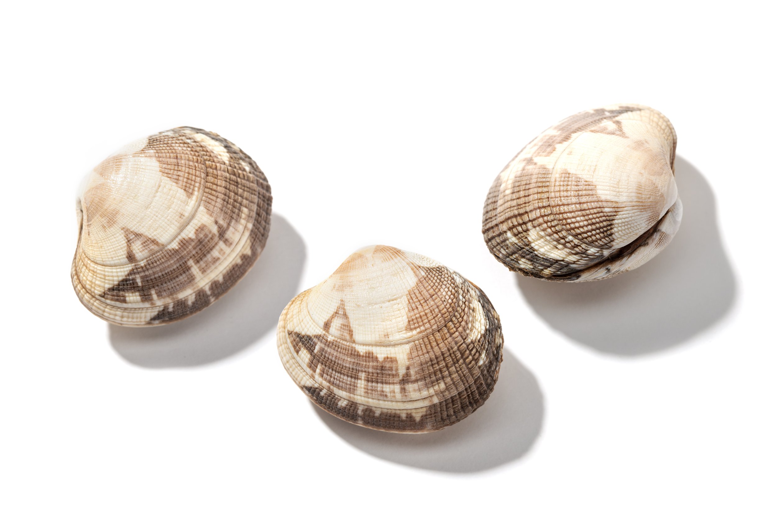 Short Neck Clams
