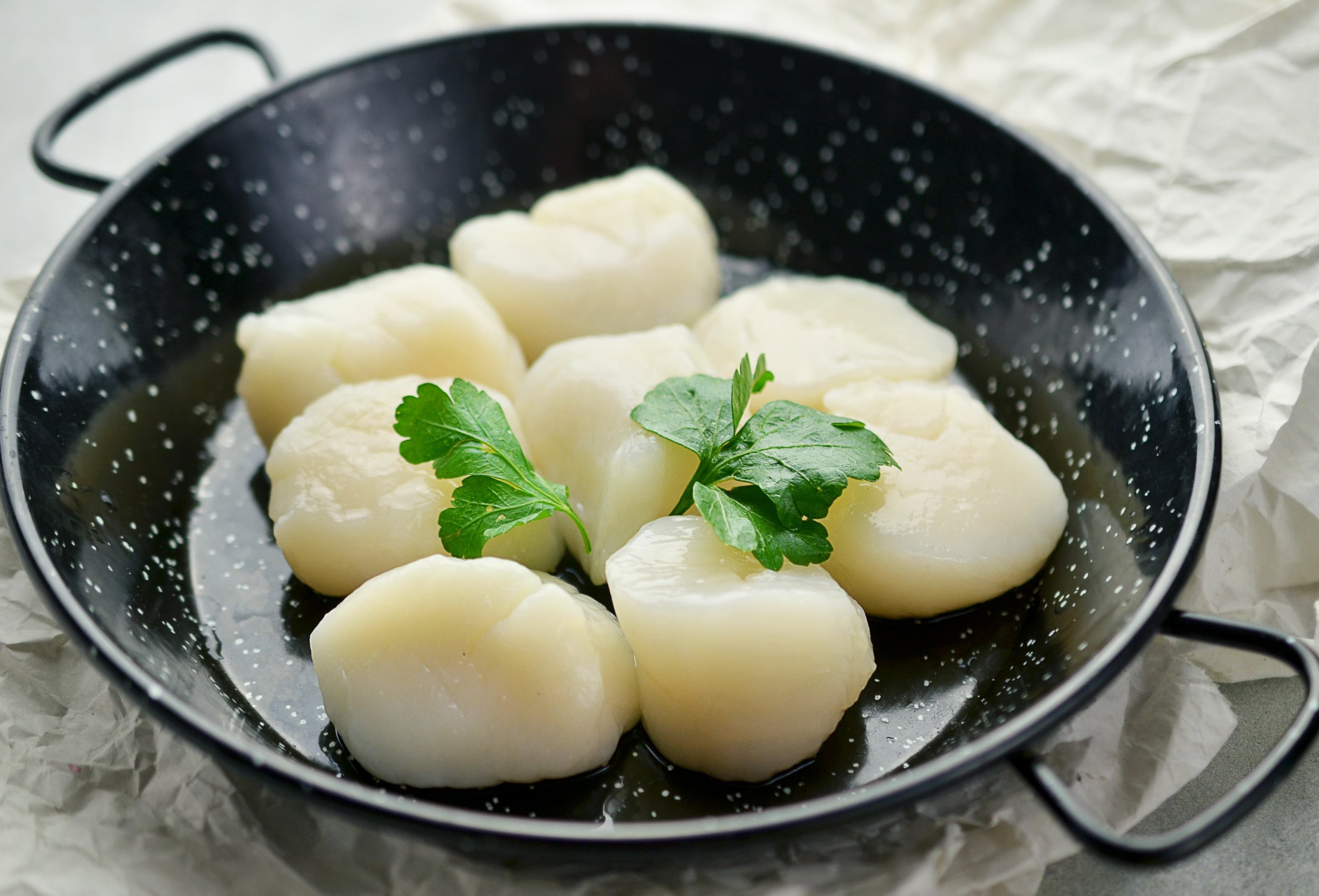Scallop
