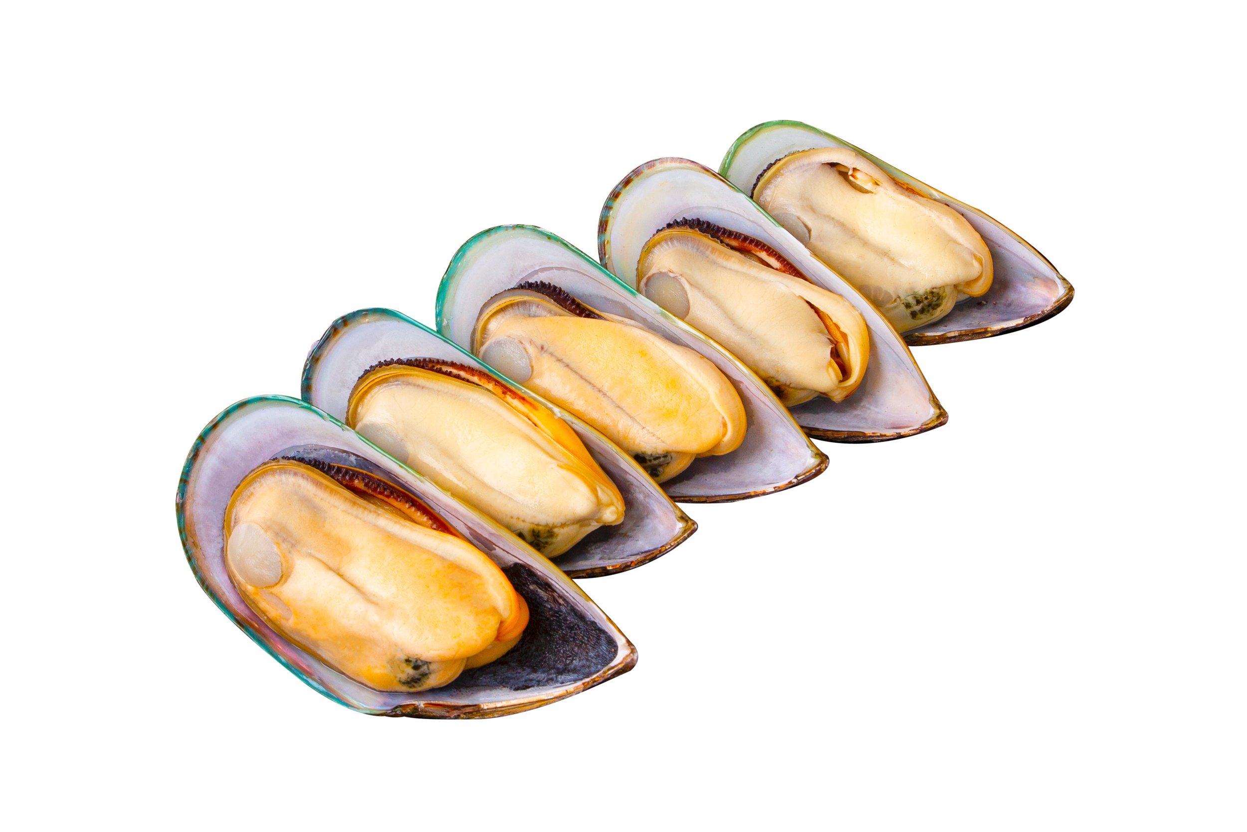 Green Mussel Half Shell