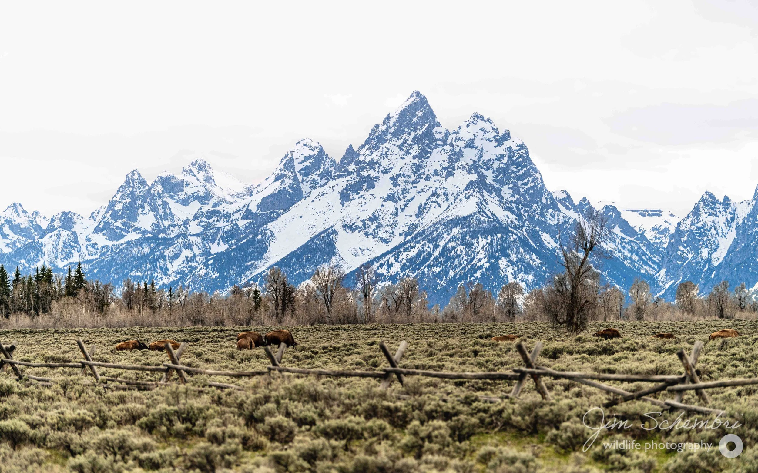 Bison, grazing in the meadow with Grand Teton