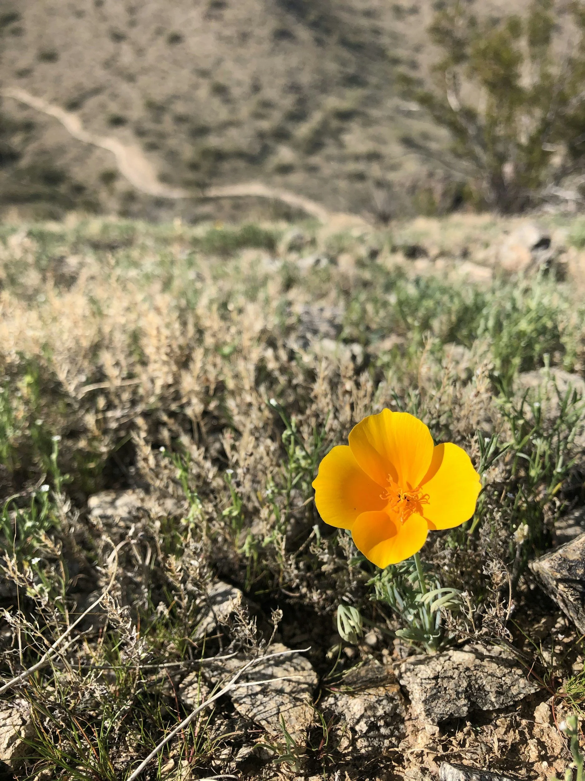 A bright yellow wildflower blooming in a dry, rocky desert landscape with sparse green vegetation.